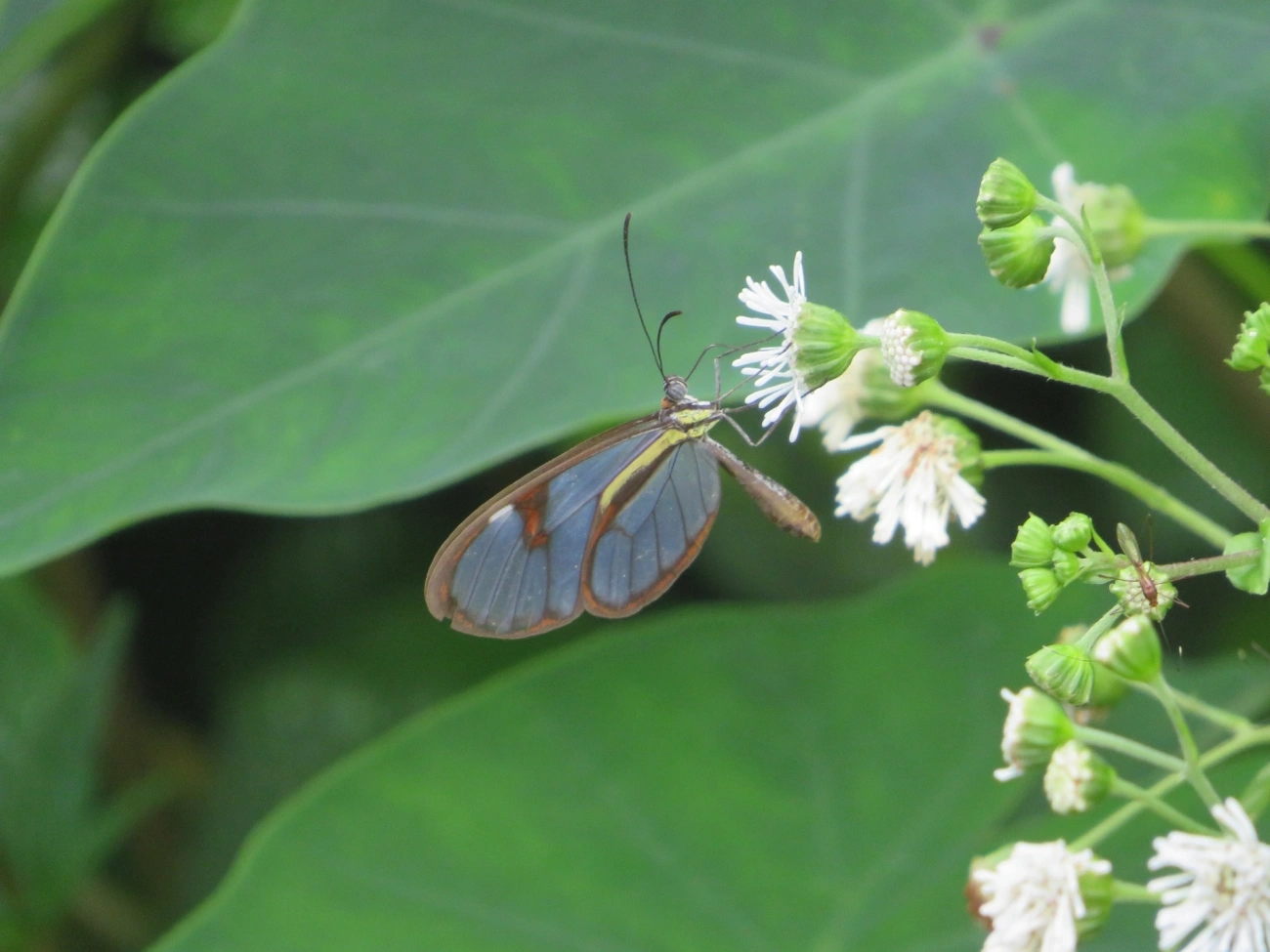 Ithomia, insetos, fotografado em Maresias, São Sebastião