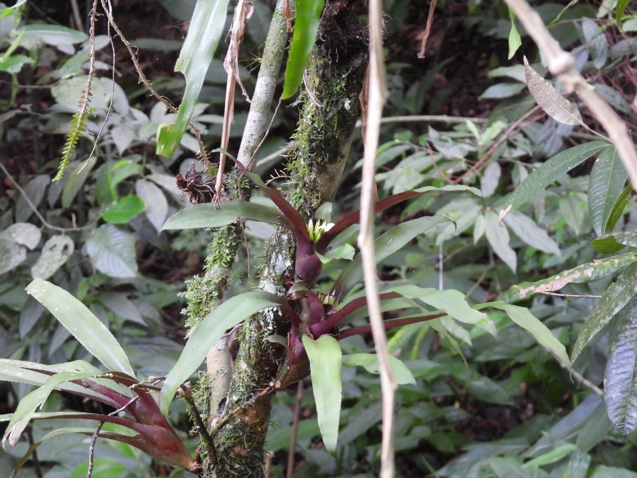 Bromélia (Canistropsis burchellii), plantas, fotografado em Maresias, São Sebastião