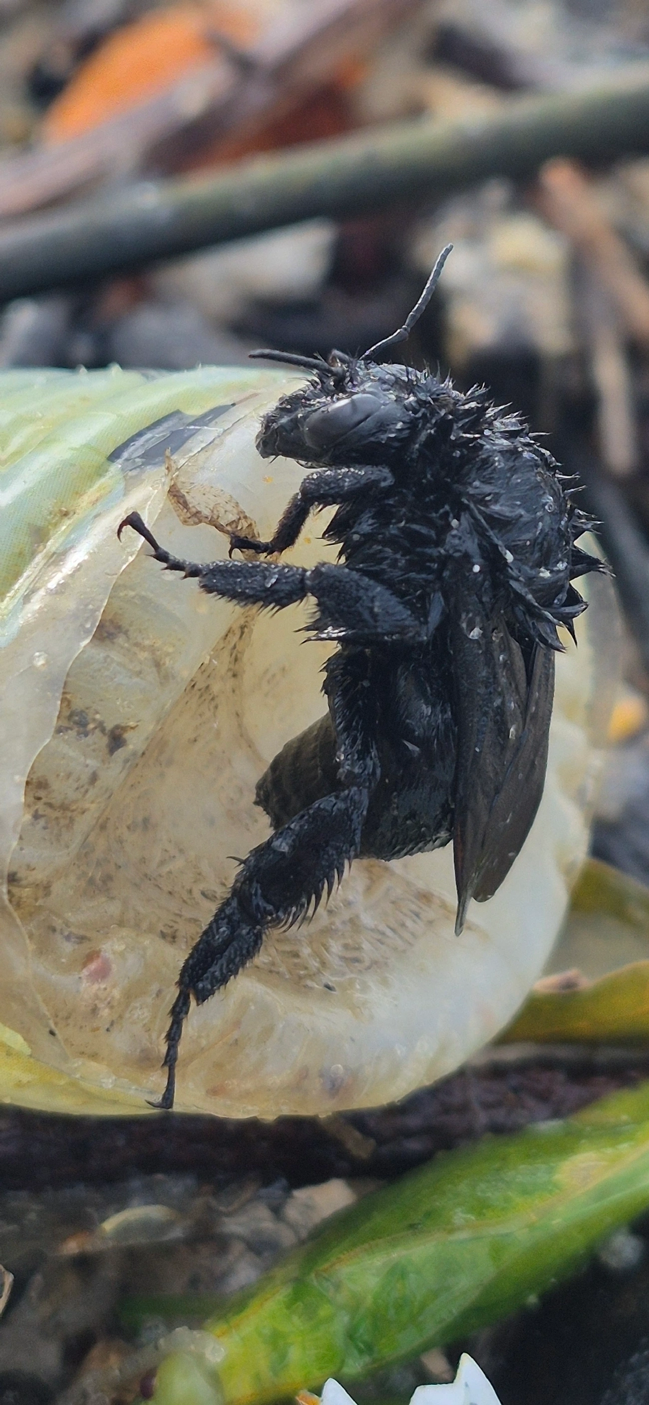 Bombus morio, insetos, fotografado em Maresias, São Sebastião