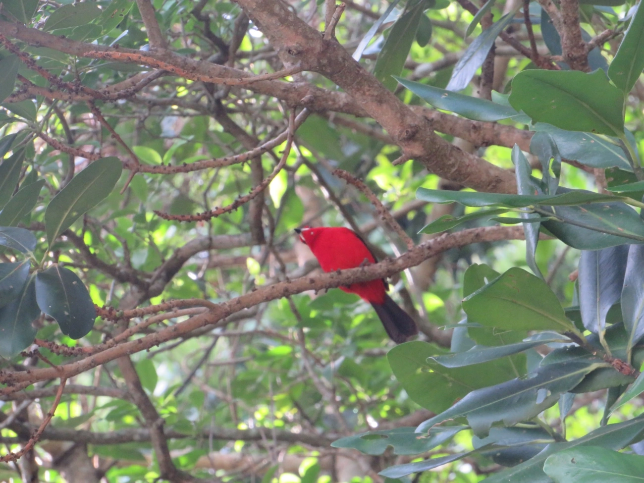 Tiê-sangue (Ramphocelus bresilius), aves, fotografado em Maresias, São Sebastião