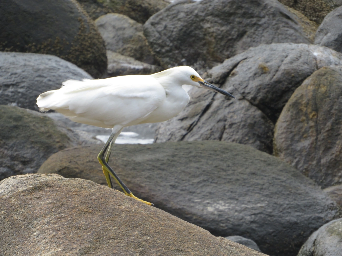 Garça-branca-pequena (Egretta thula), aves, fotografado em Maresias, São Sebastião