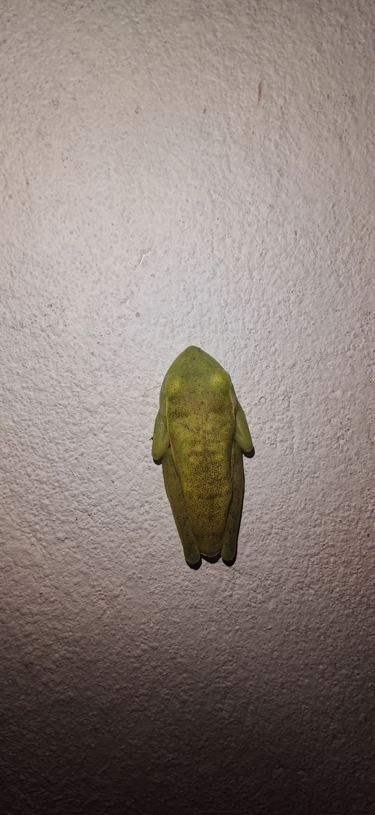 Perereca-araponga (Boana albomarginata), anfíbios, fotografado em Maresias, São Sebastião