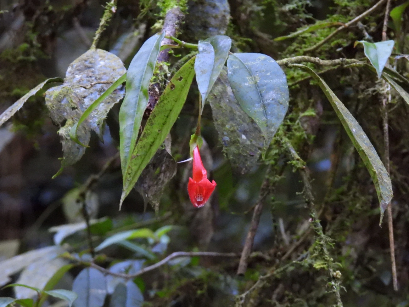 Planta-peixinho (Nematanthus crassifolius), plantas, fotografado em Resende