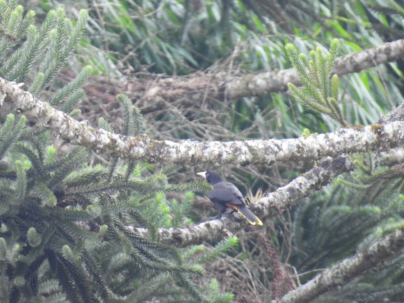 Japu (Psarocolius decumanus), aves, fotografado em Resende