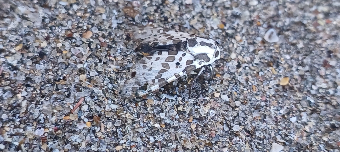 Mosca-taquinídea (Oxyptera brasiliensis), insetos, fotografado em Maresias, São Sebastião