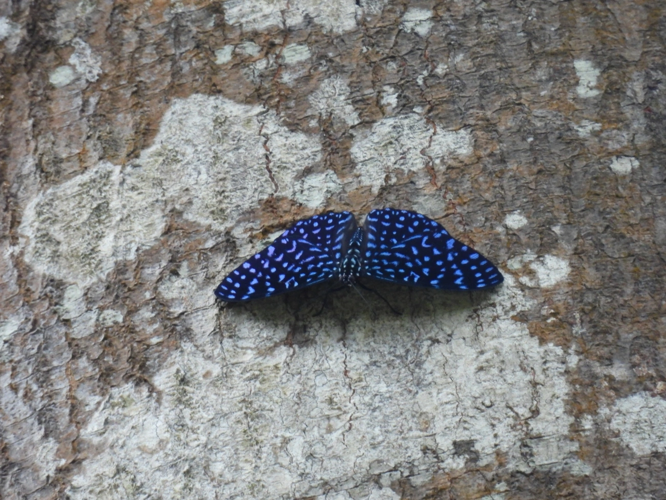 Borboleta-Pororó-Azul (Hamadryas arete), insetos, fotografado em Cabreúva