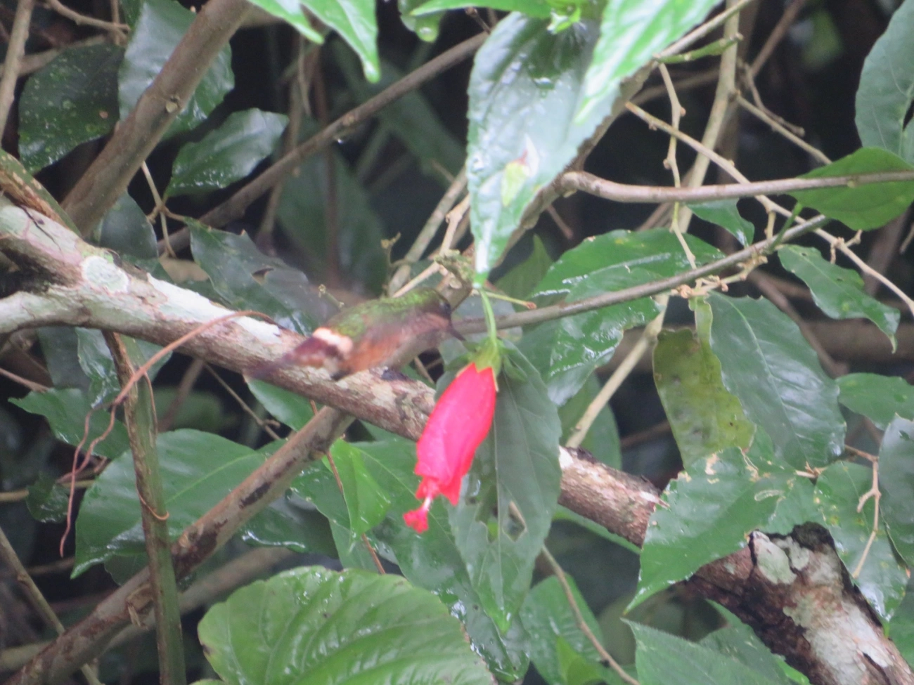 Topetinho-vermelho (Lophornis magnificus), aves, fotografado em Maresias, São Sebastião