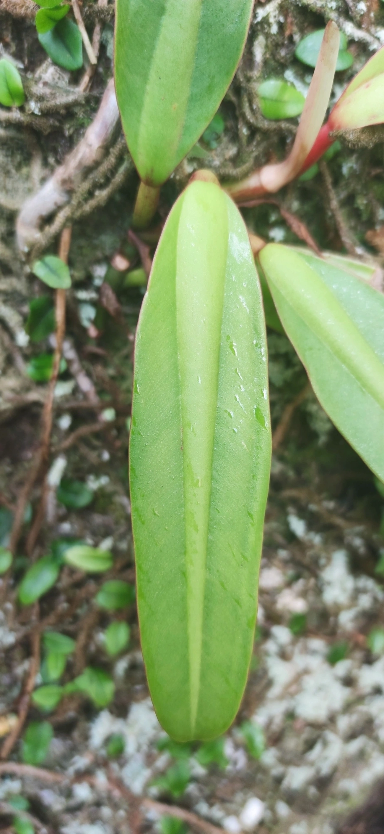 Filodendro (Philodendron crassinervium), plantas, fotografado em Paúba, São Sebastião