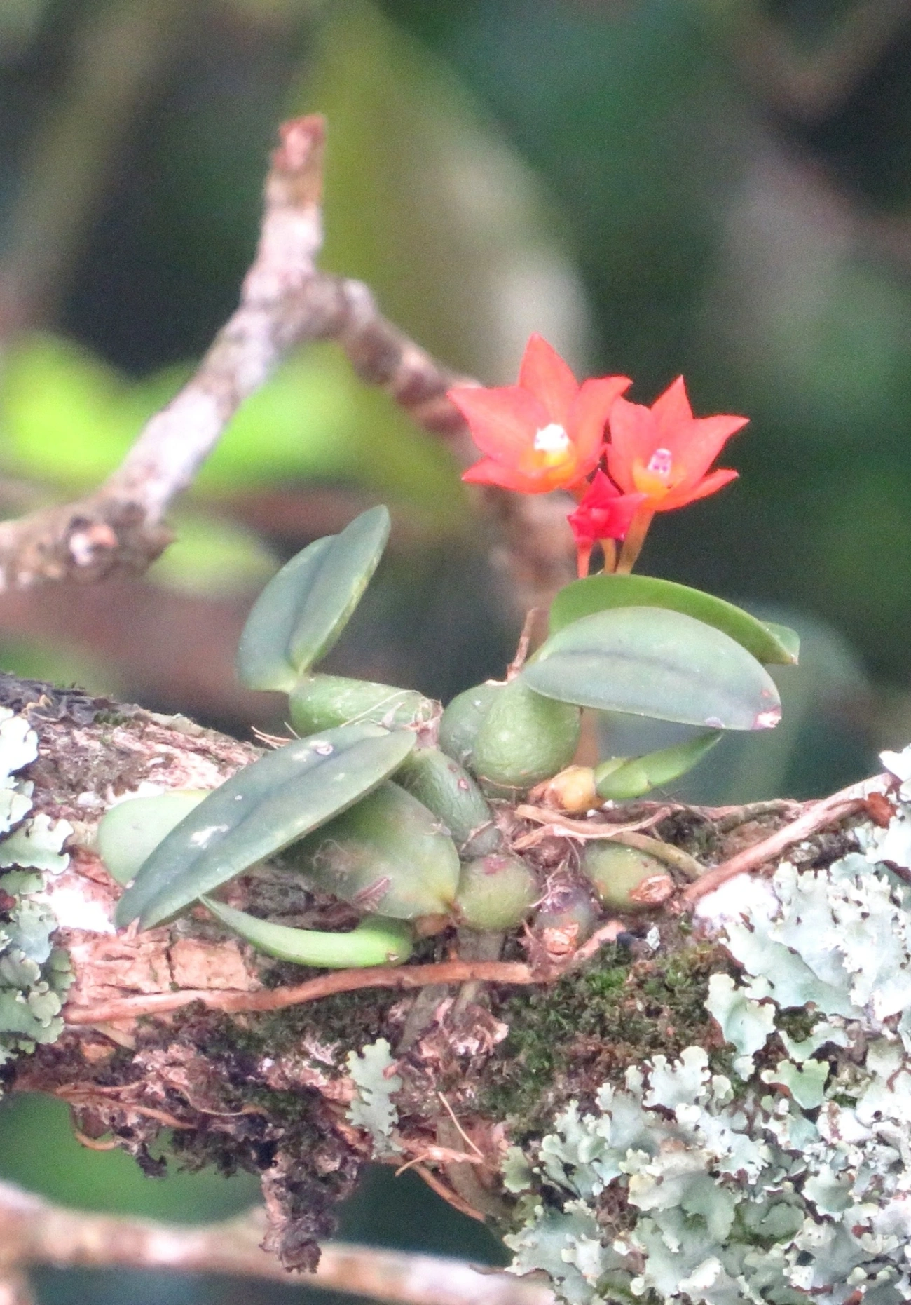 Catleia-cernua (Cattleya cernua), plantas, fotografado em Maresias, São Sebastião