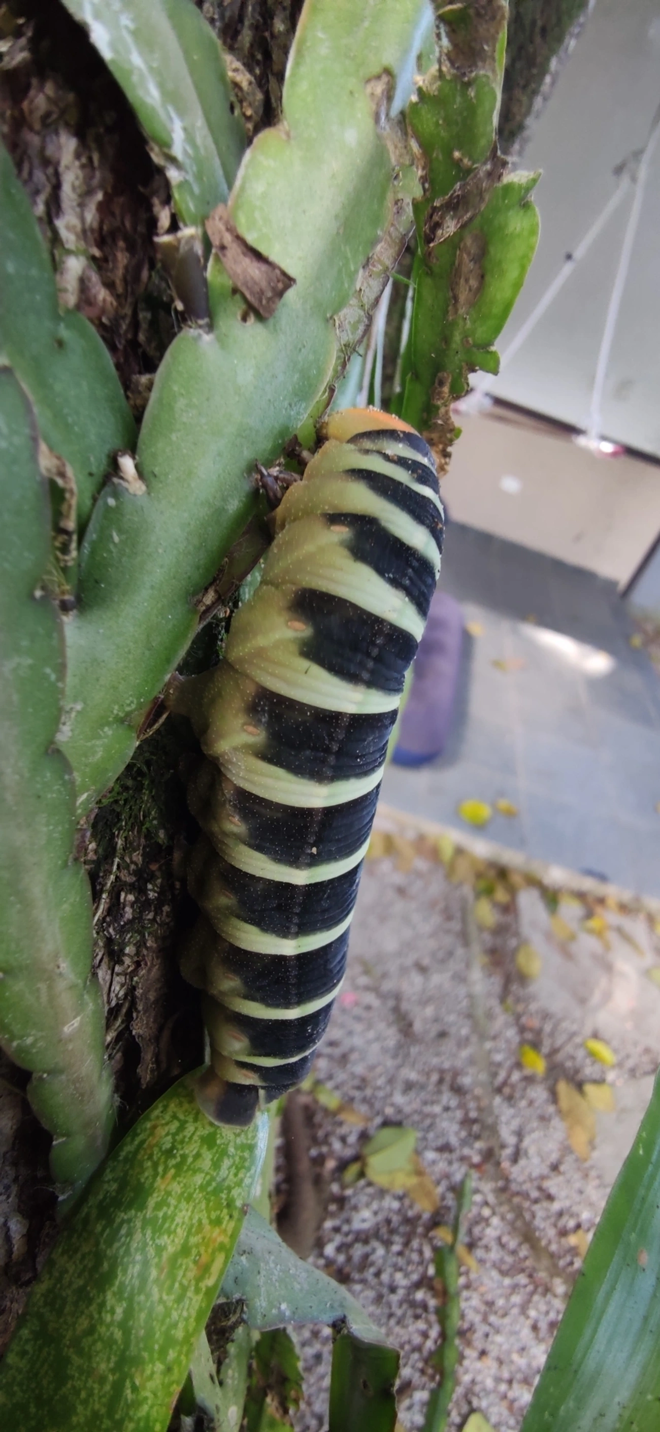 Pachylia syces, insetos, fotografado em Maresias, São Sebastião
