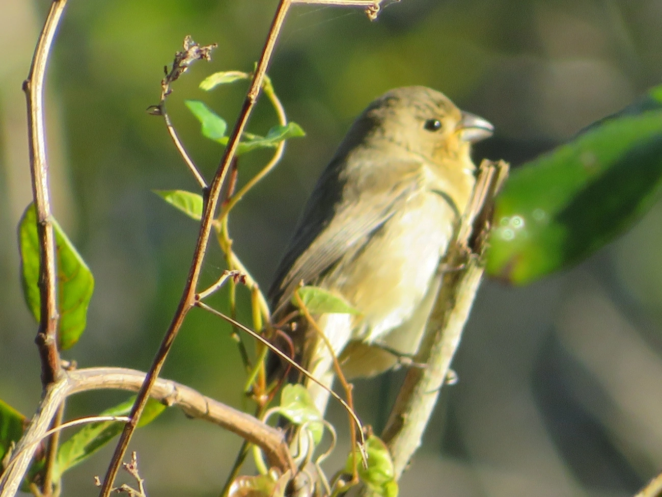 Caboclinhos e Papa-capins (Sporophila), aves, fotografado em Maresias, São Sebastião