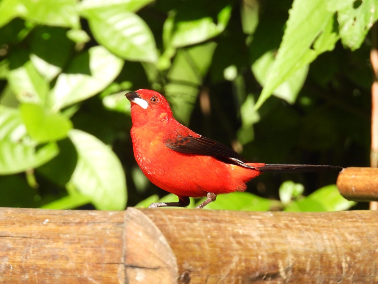 Tiê-sangue (Ramphocelus bresilius), aves, fotografado em Resende