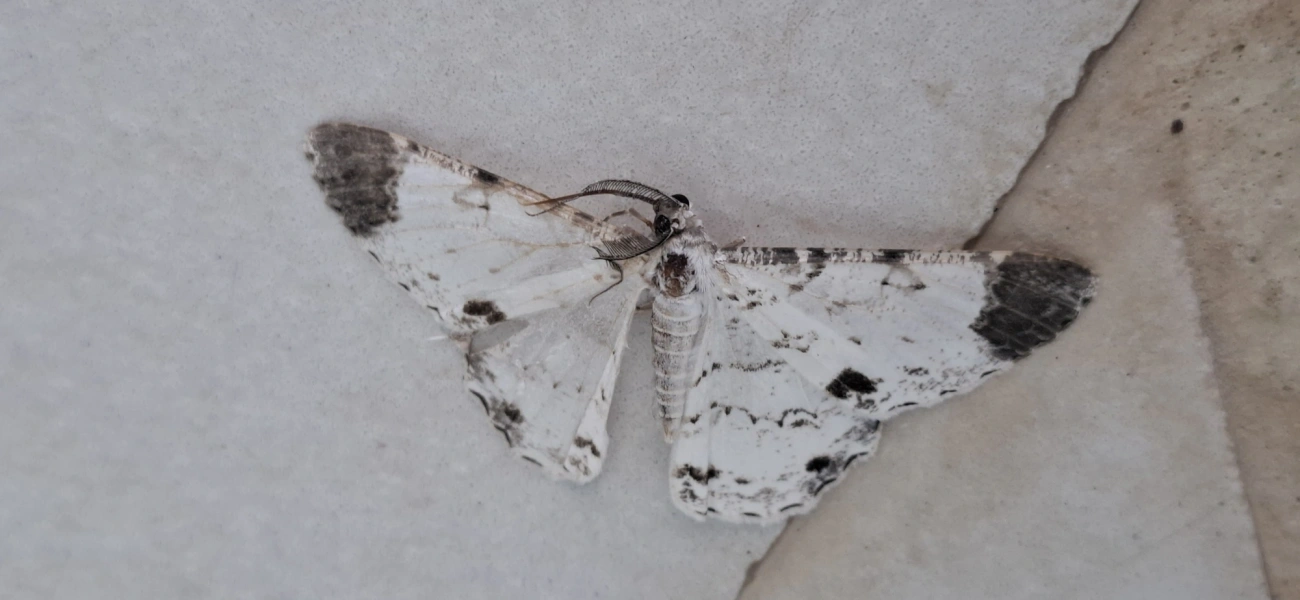 Mariposas-da-magnólia (Epimecis), insetos, fotografado em Amparo