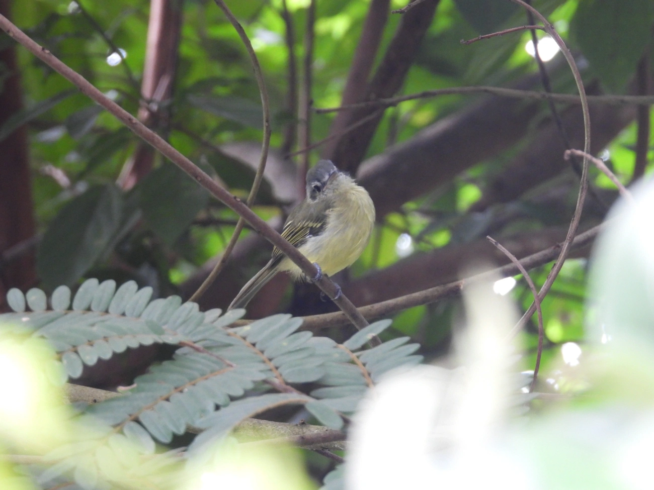Bico-chato-de-orelha-preta (Tolmomyias sulphurescens), aves, fotografado em Guararema