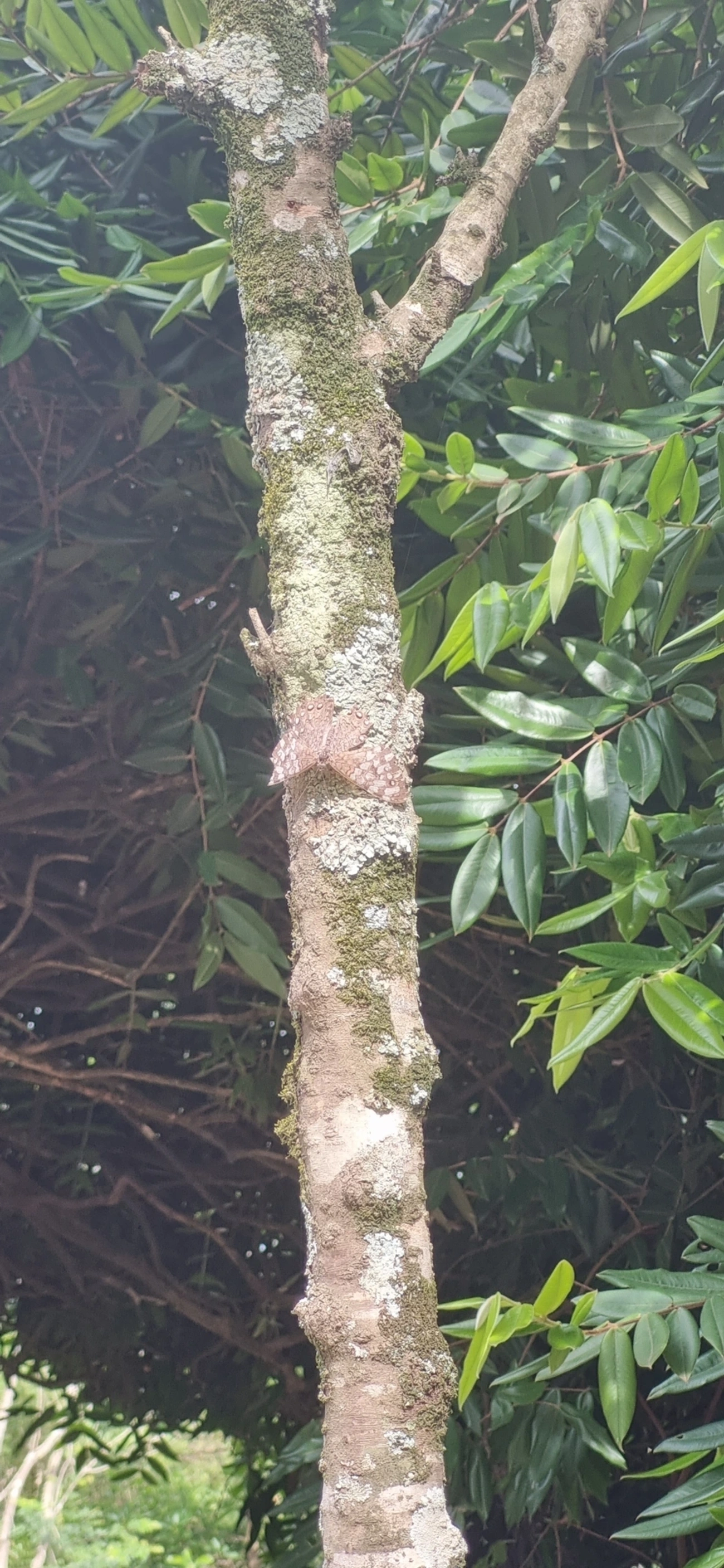 Estaladeira-cinzenta (Hamadryas februa), insetos, fotografado em Itu