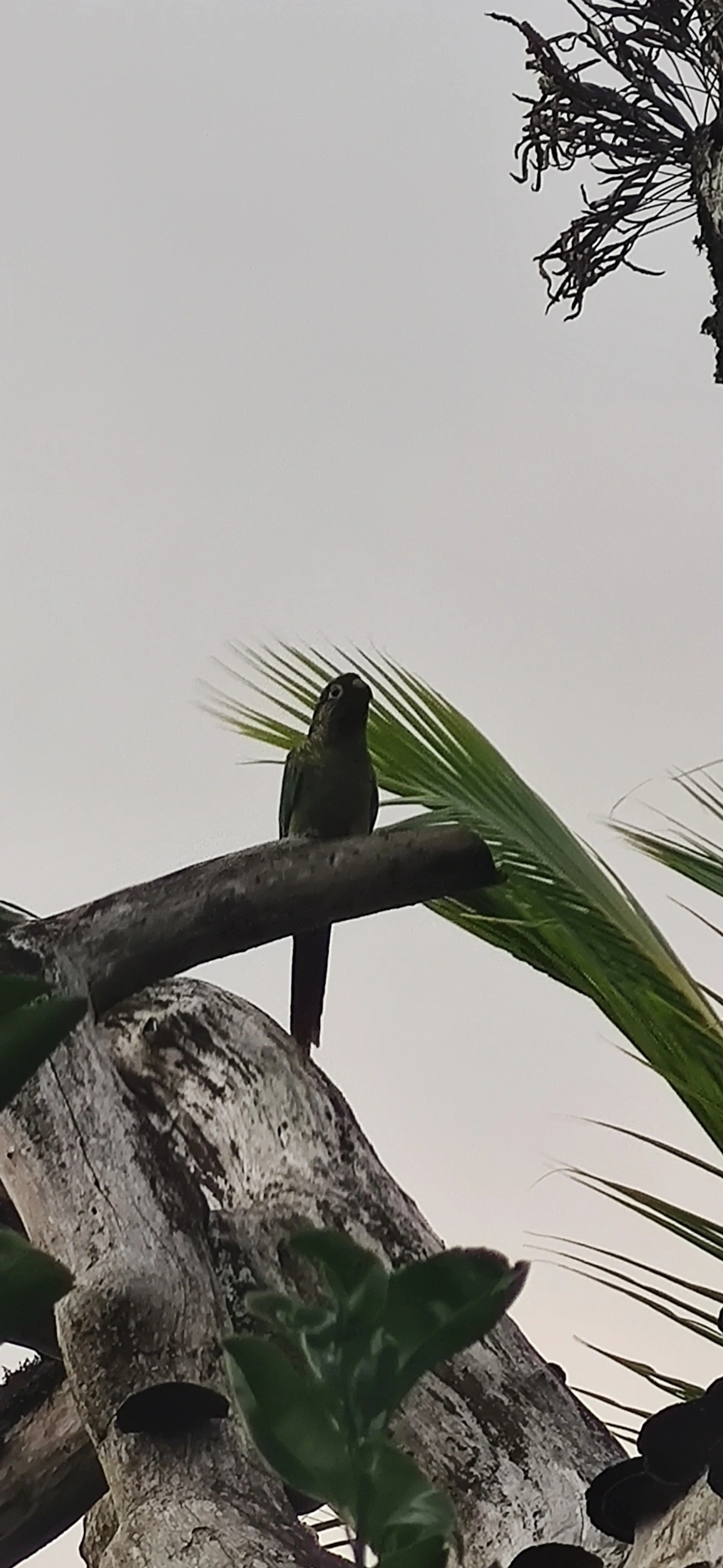 Tiriba-de-testa-vermelha (Pyrrhura frontalis), aves, fotografado em Maresias, São Sebastião
