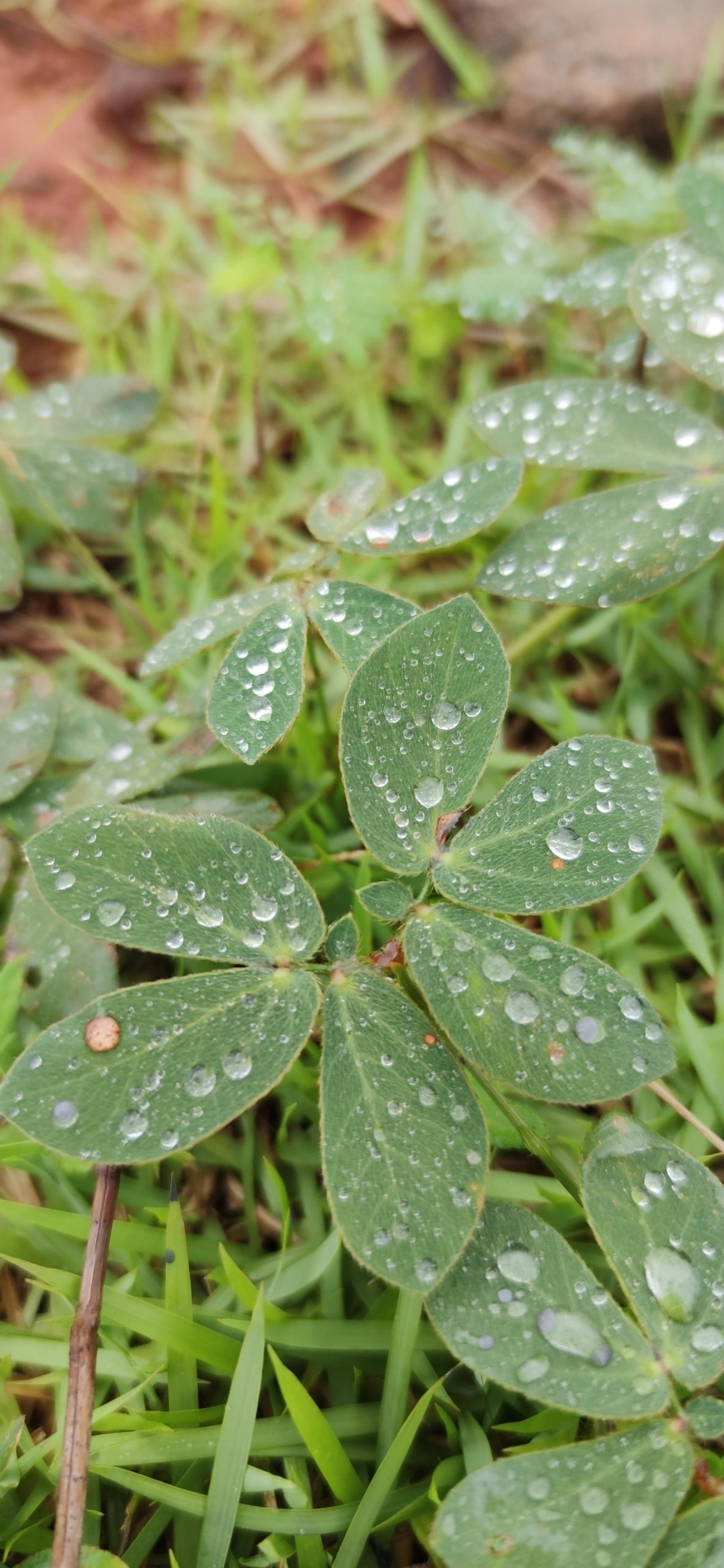 Mimosa albida, plantas, fotografado em Caraguatatuba