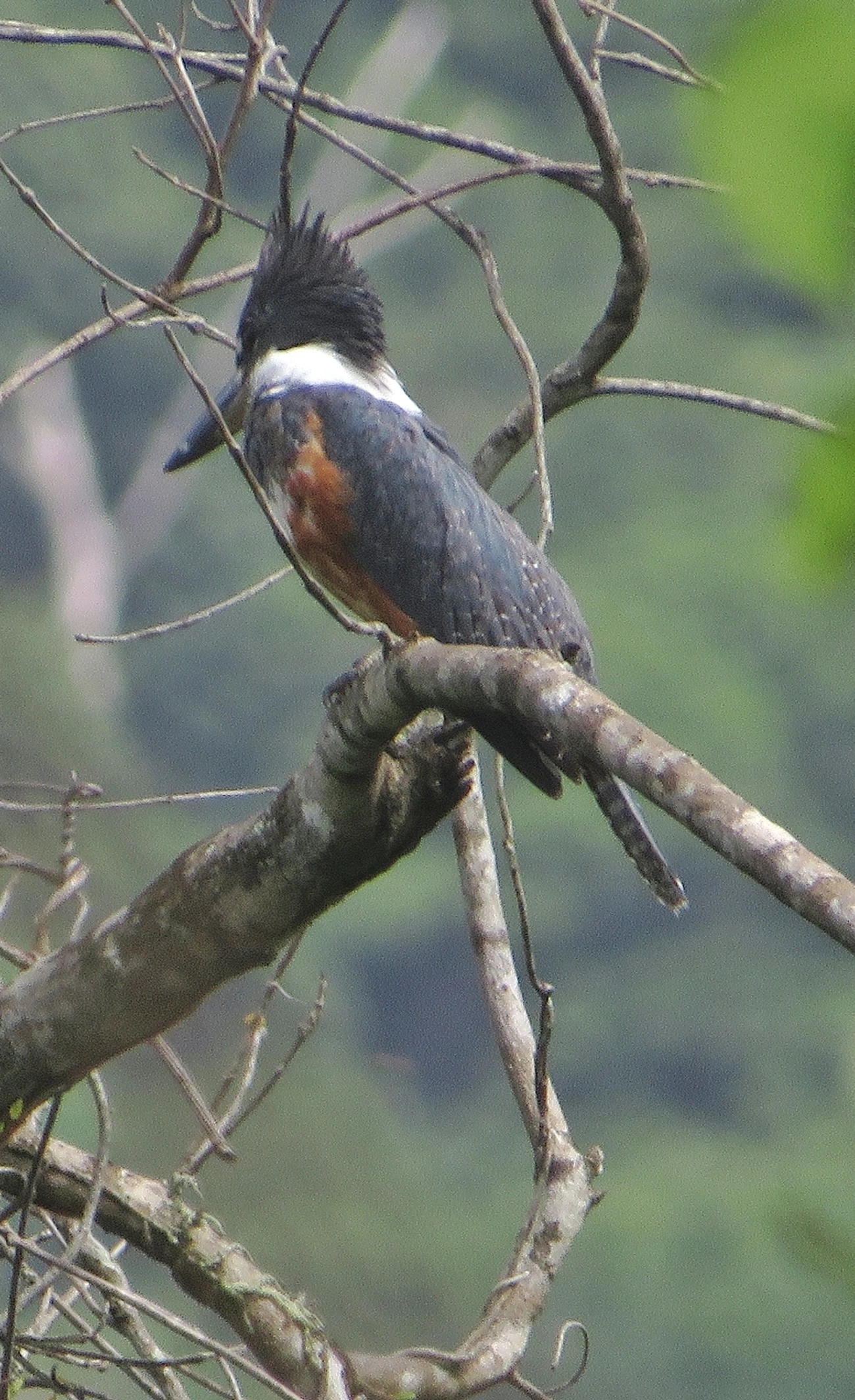 Martim-pescador-grande (Megaceryle torquata), aves, fotografado em Maresias, São Sebastião