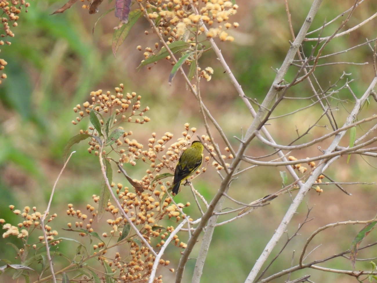 Pintassilgo (Spinus magellanicus), aves, fotografado em Itamonte
