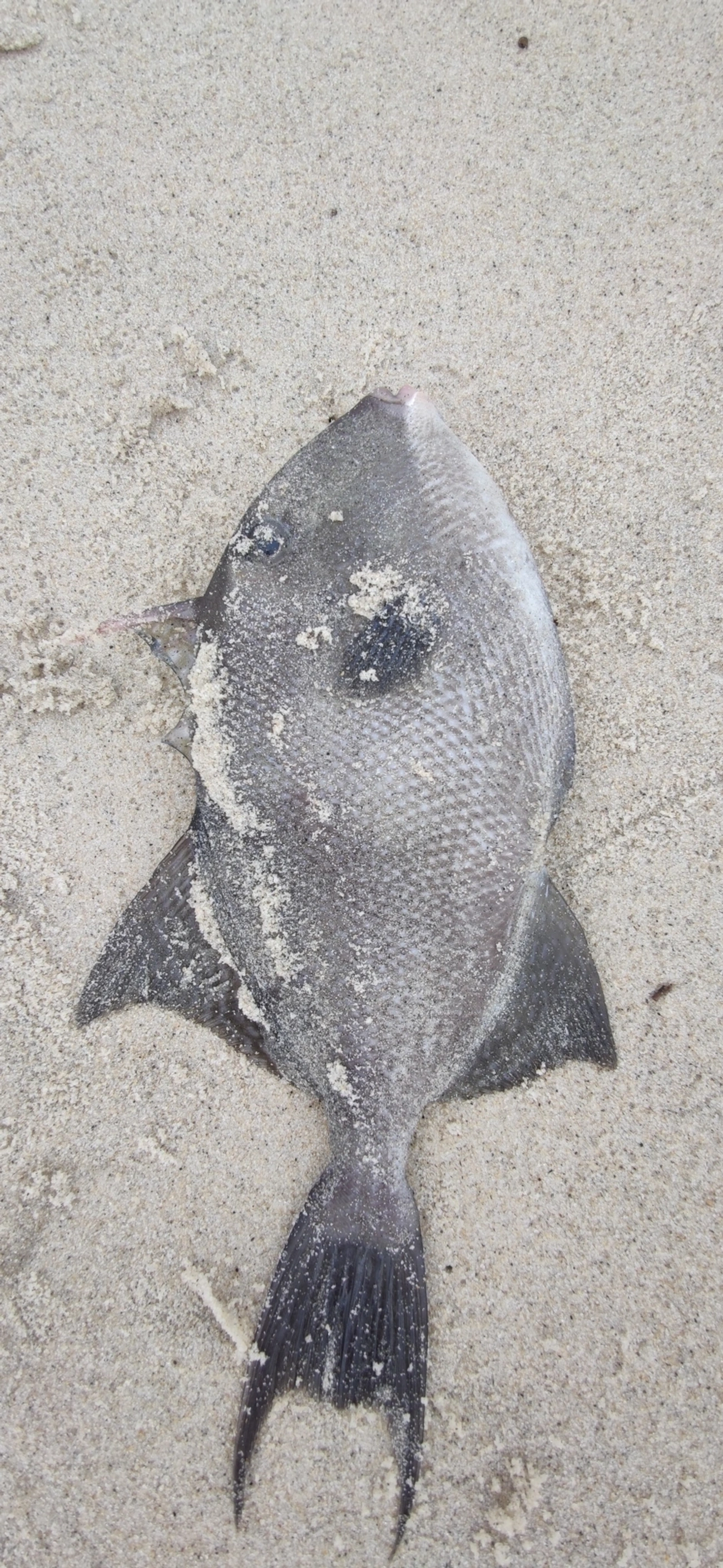 Cangulo (Balistes capriscus), peixes, fotografado em Maresias, São Sebastião