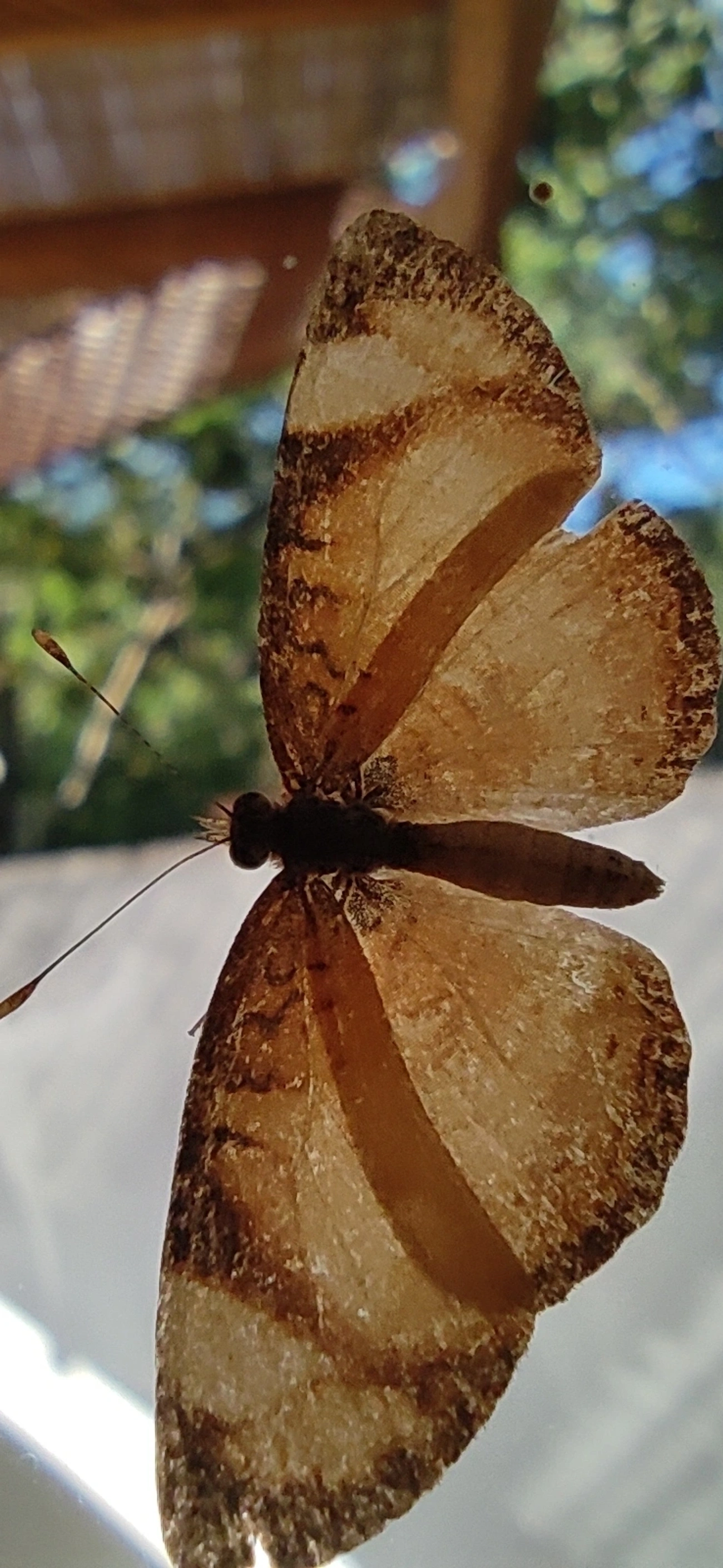 Tegosa, insetos, fotografado em Maresias, São Sebastião