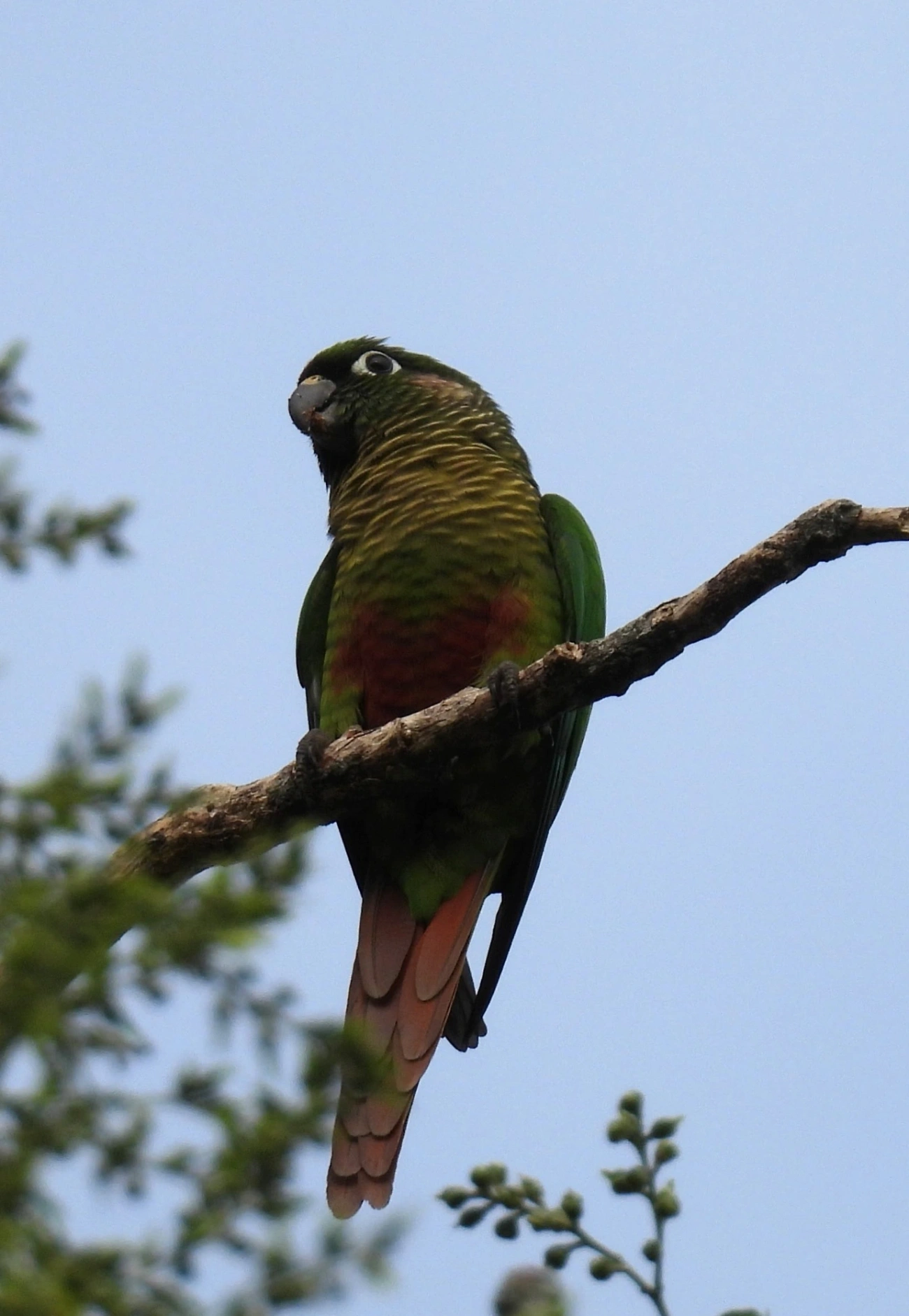 Tiriba-de-testa-vermelha (Pyrrhura frontalis), aves, fotografado em Perequê, Ilhabela