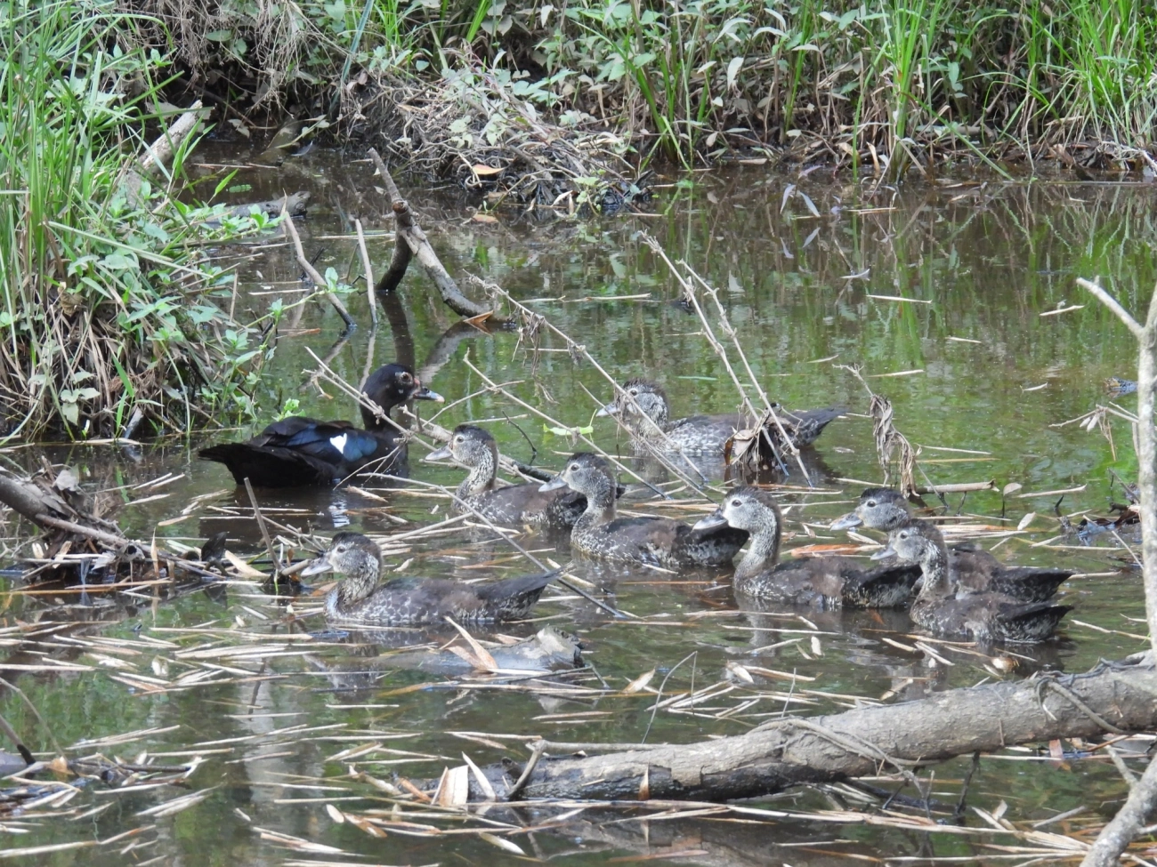 Pato-do-mato (Cairina moschata), aves, fotografado em Cabreúva