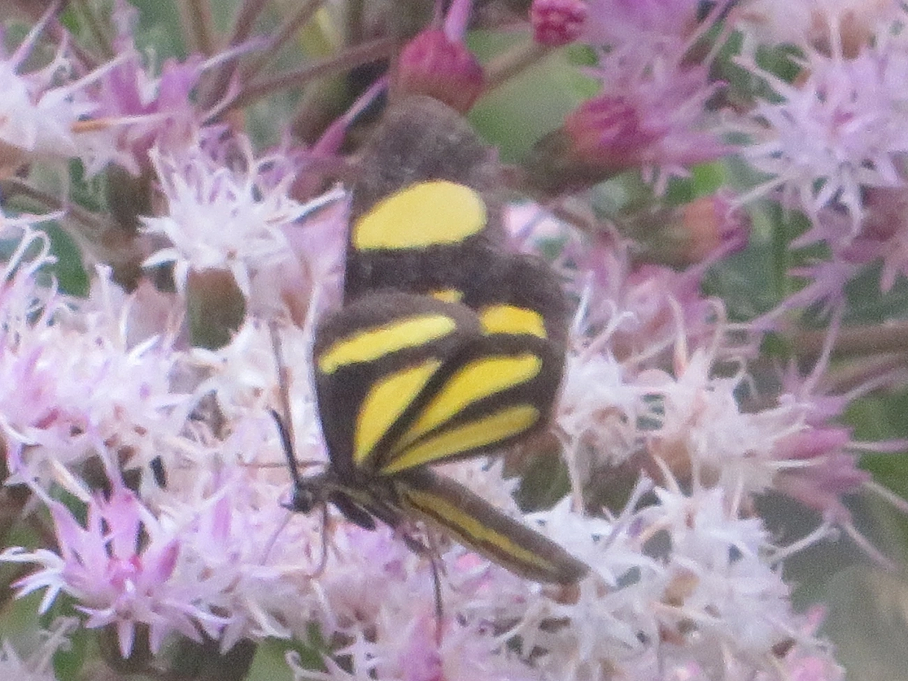 Cyllopoda claudicula, insetos, fotografado em Maresias, São Sebastião