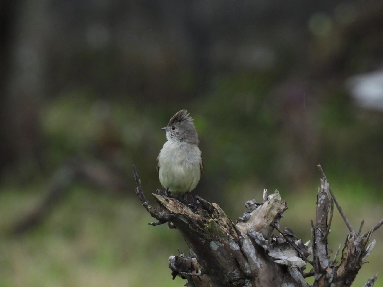 Guaracava-de-barriga-amarela (Elaenia flavogaster), aves, fotografado em Maresias, São Sebastião