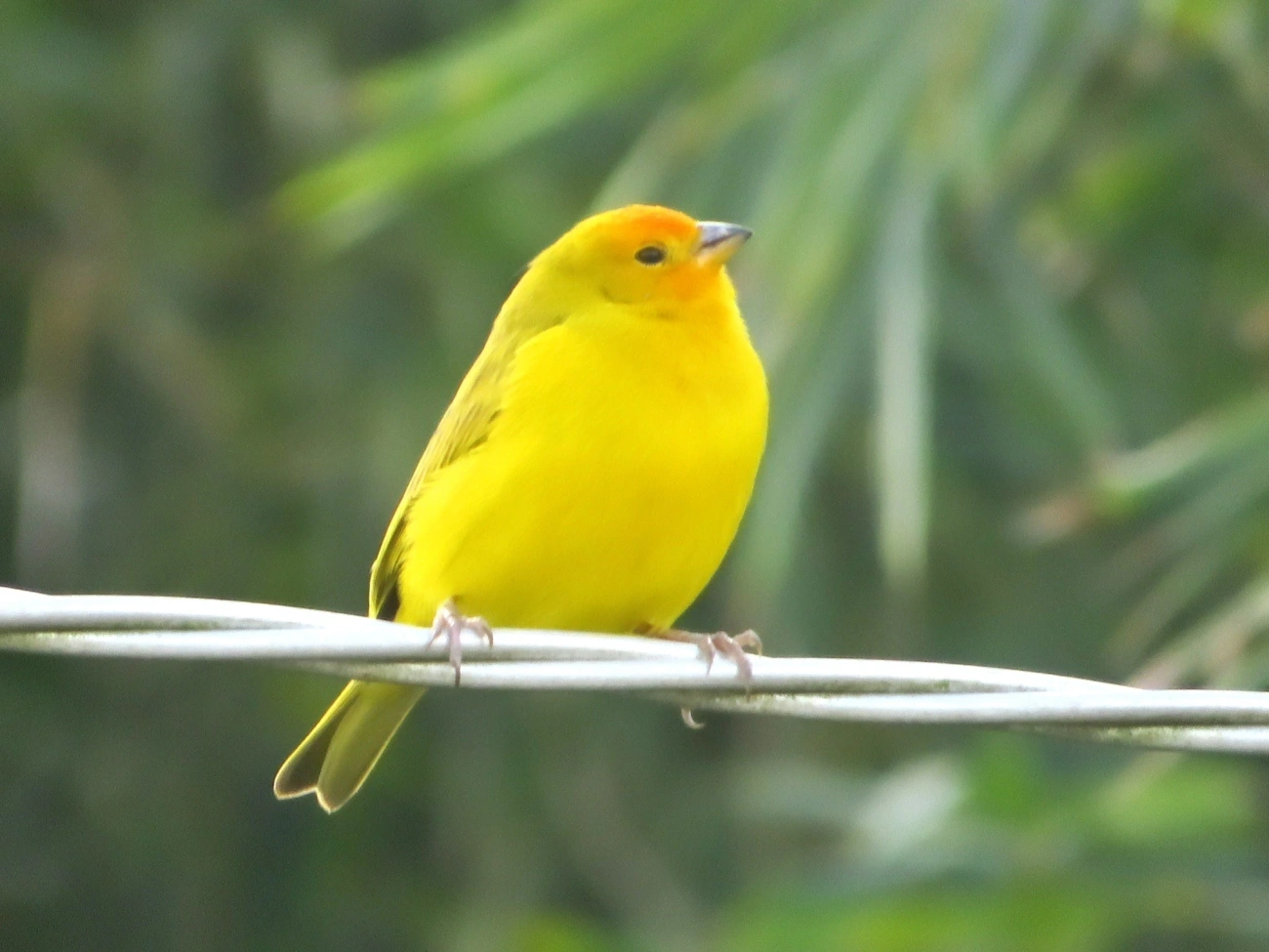 Canário-da-terra-verdadeiro (Sicalis flaveola), aves, fotografado em Maresias, São Sebastião