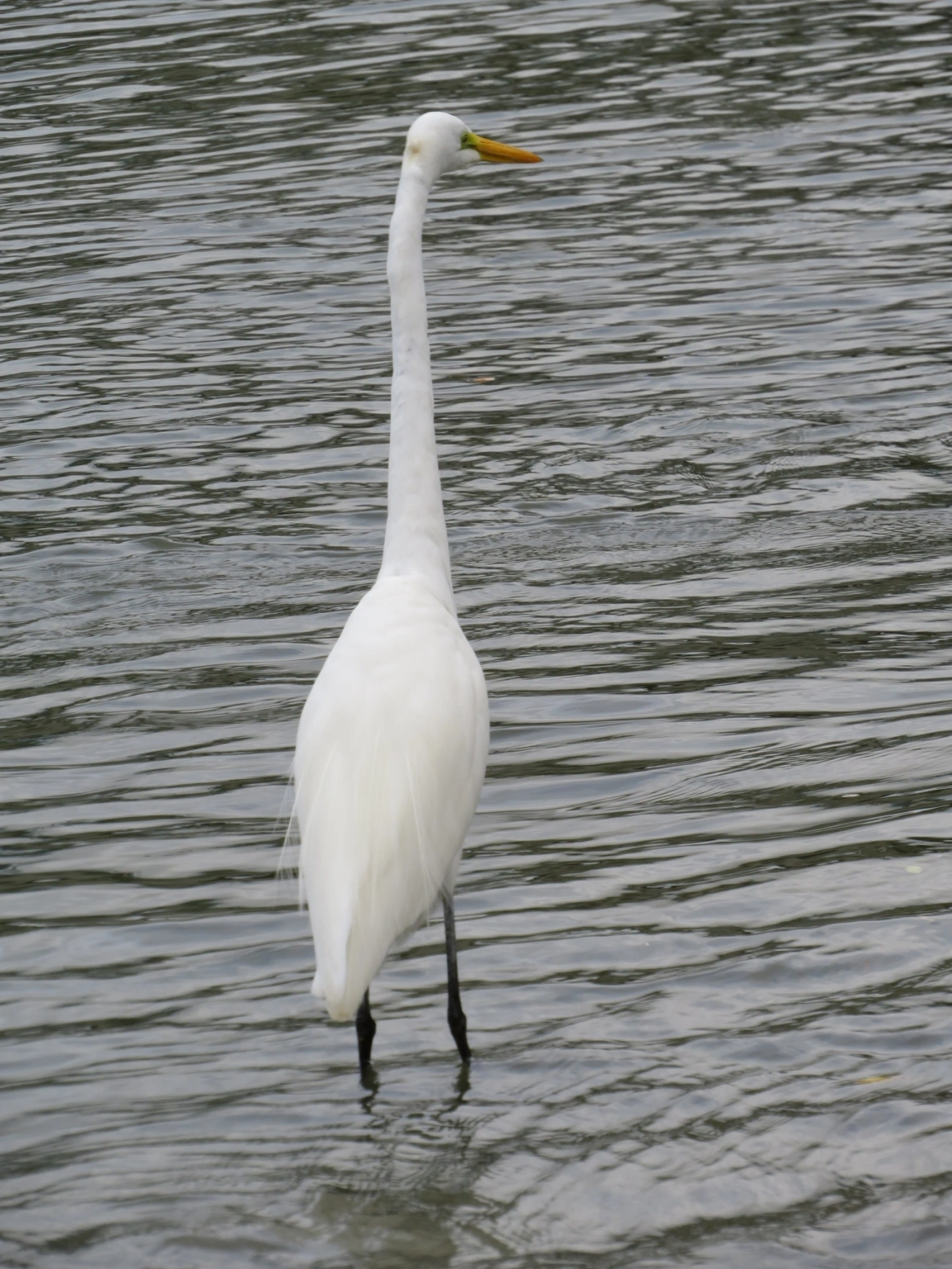Garça-branca-grande (Ardea alba), aves, fotografado em Centro, São Sebastião