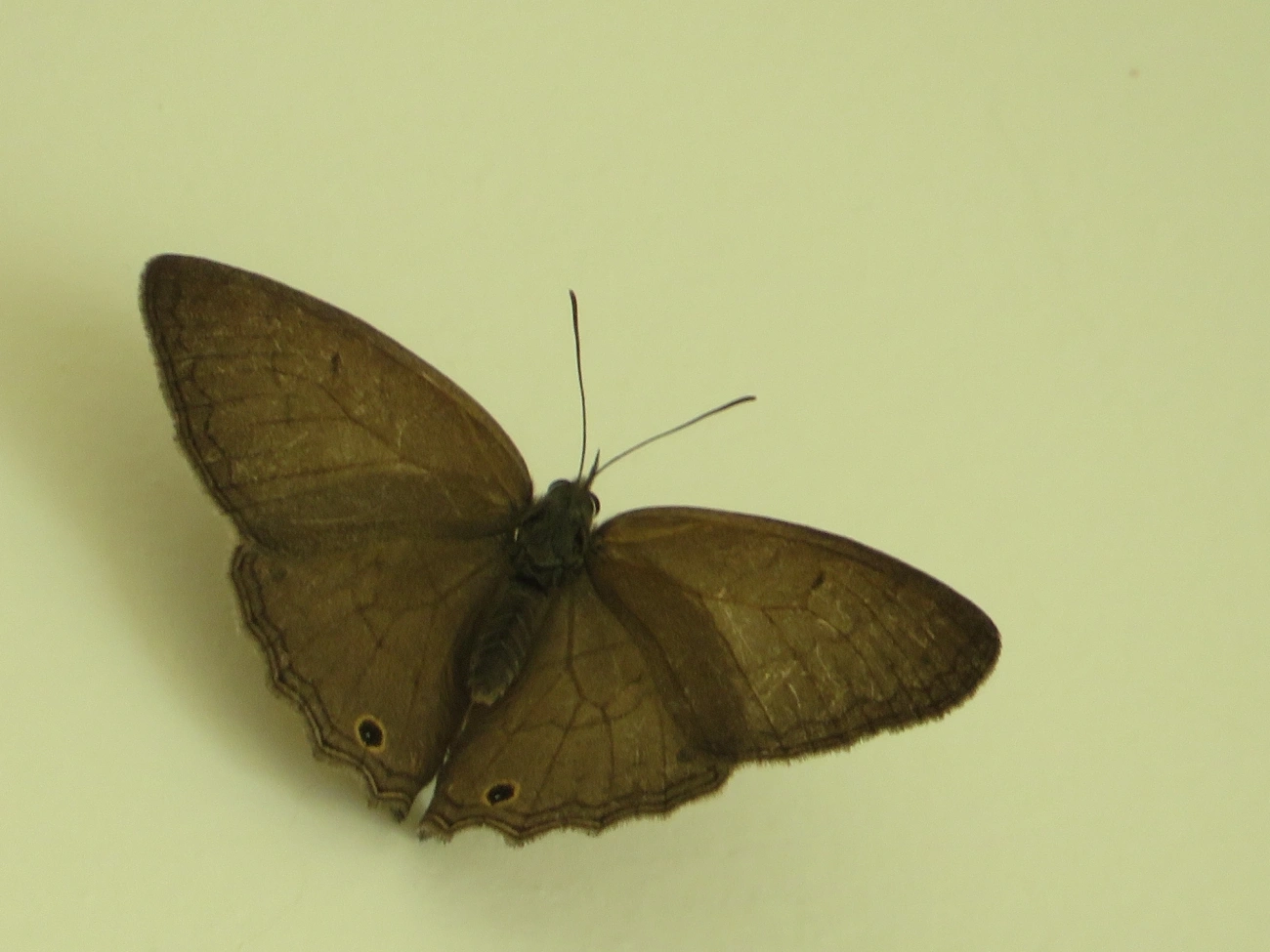 Euptychiina, insetos, fotografado em Maresias, São Sebastião