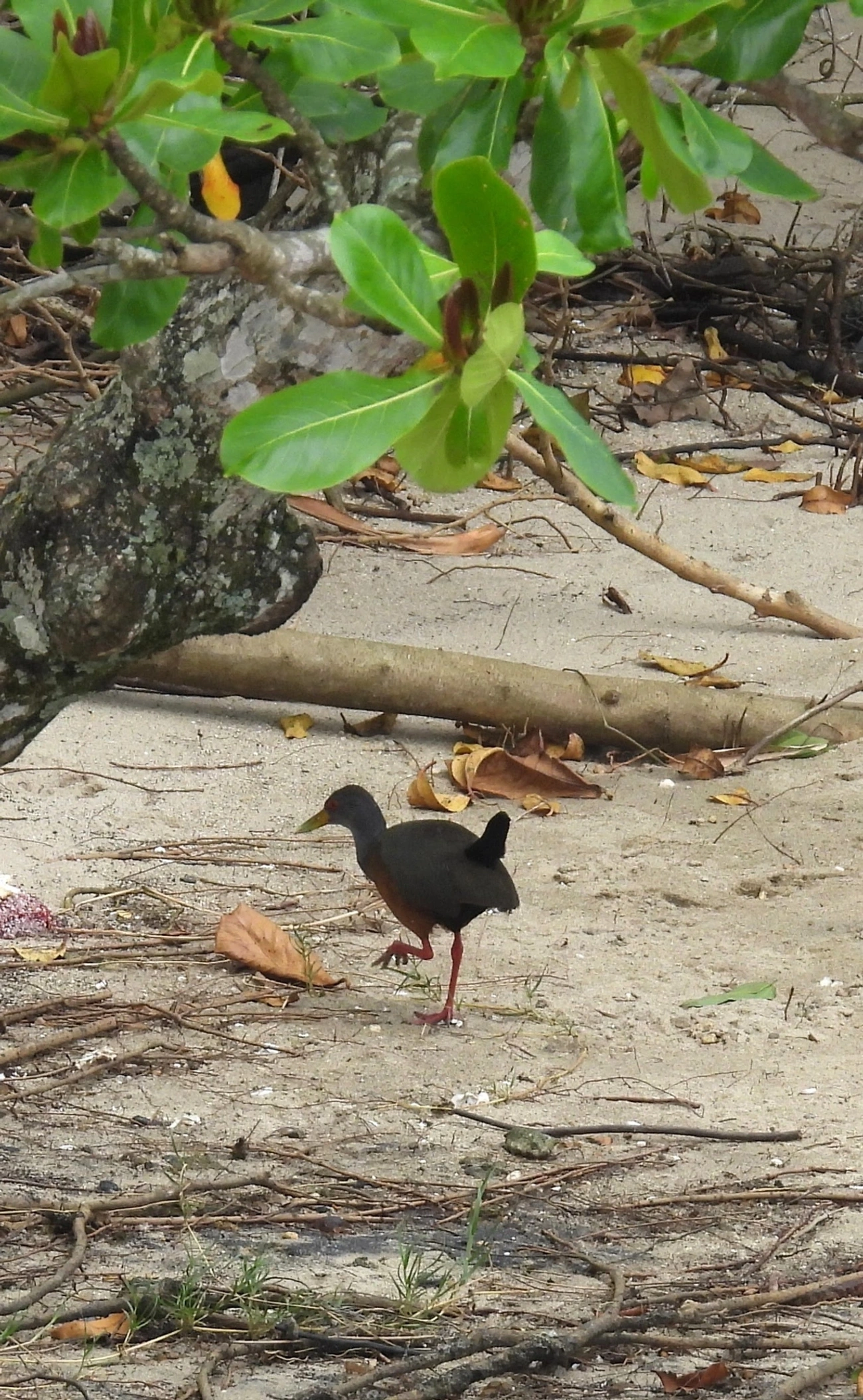 Saracura-três-potes (Aramides cajaneus), aves, fotografado em Perequê, Ilhabela