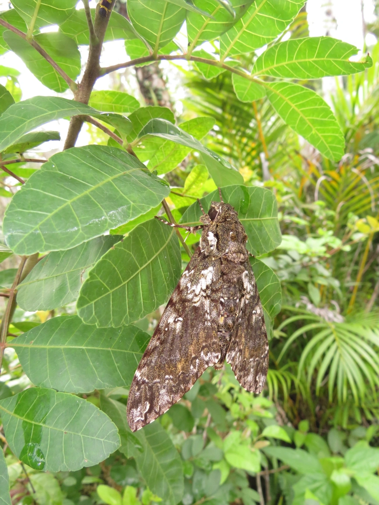 Esfinge-de-Duponchel (Cocytius duponchel), insetos, fotografado em Maresias, São Sebastião