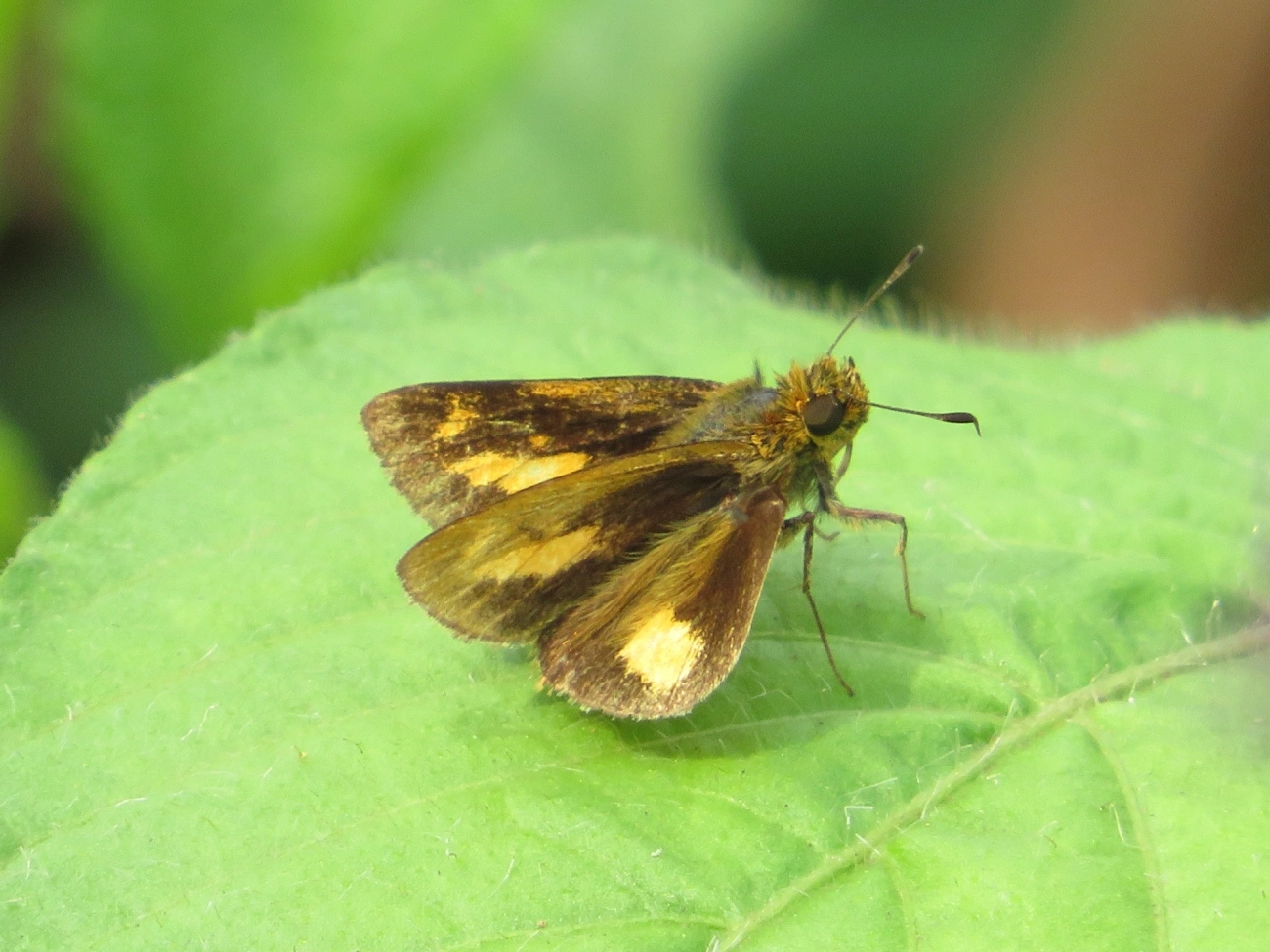 Saltadora-das-trilhas (Anthoptus epictetus), insetos, fotografado em Maresias, São Sebastião