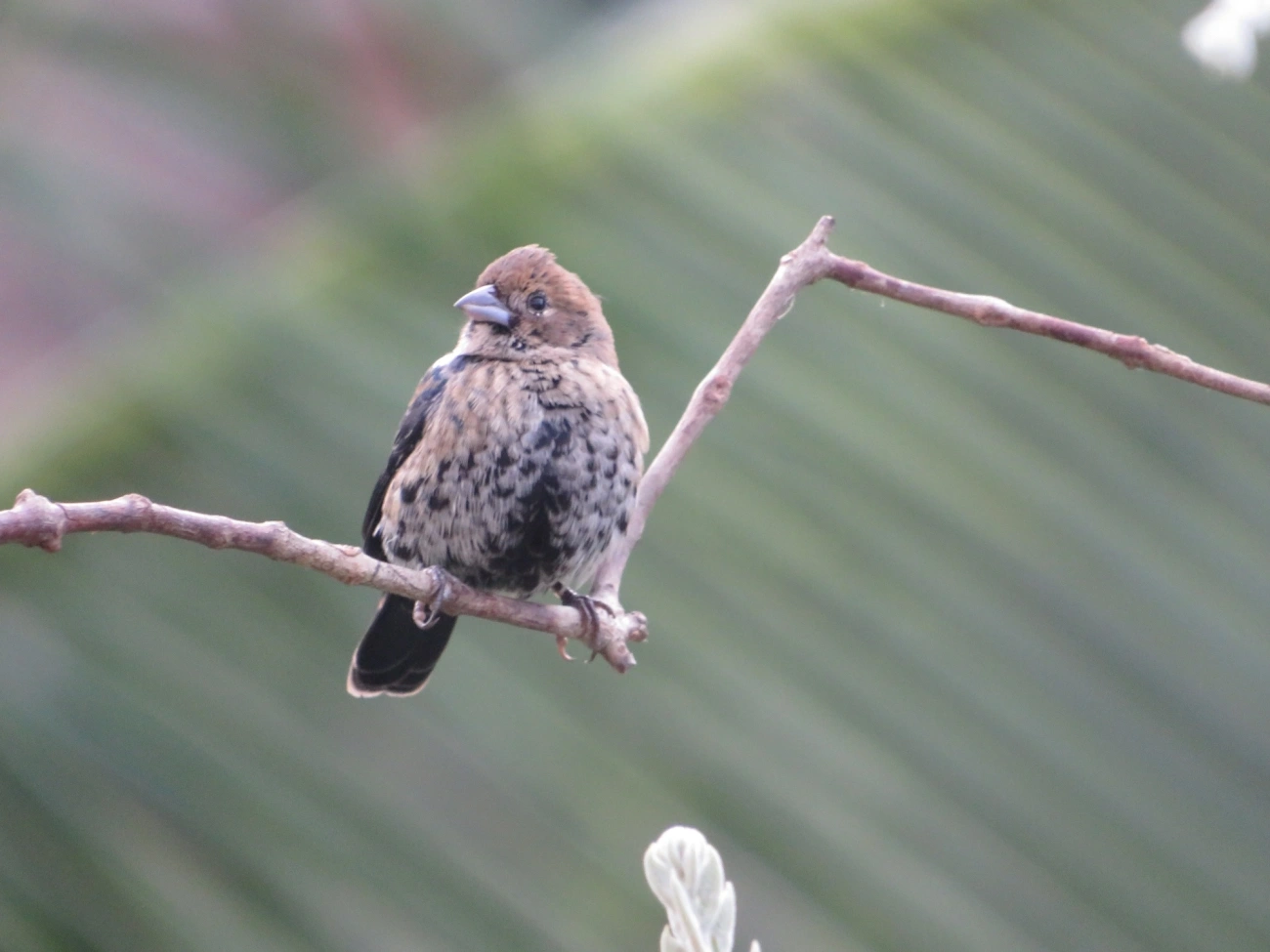Tiziu (Volatinia jacarina), aves, fotografado em Maresias, São Sebastião