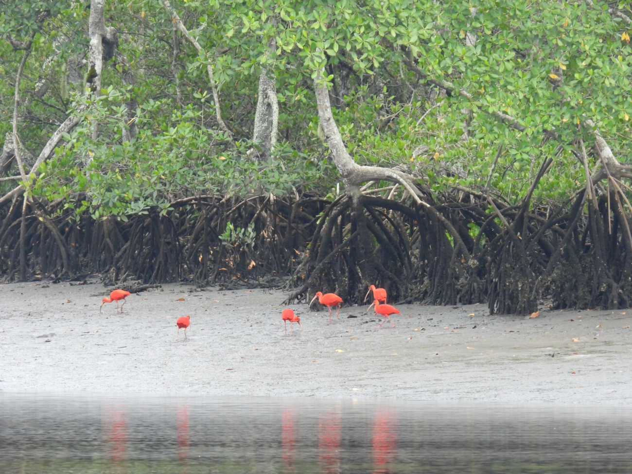 Guará (Eudocimus ruber), aves, fotografado em Cananéia