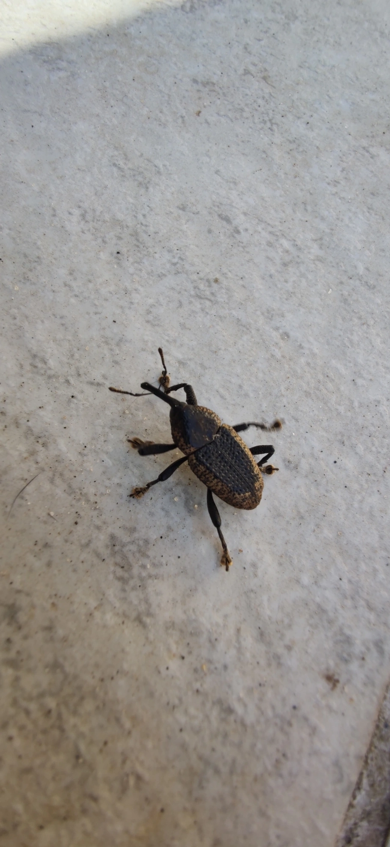 Besouro (Homalinotus deplanatus), insetos, fotografado em Maresias, São Sebastião