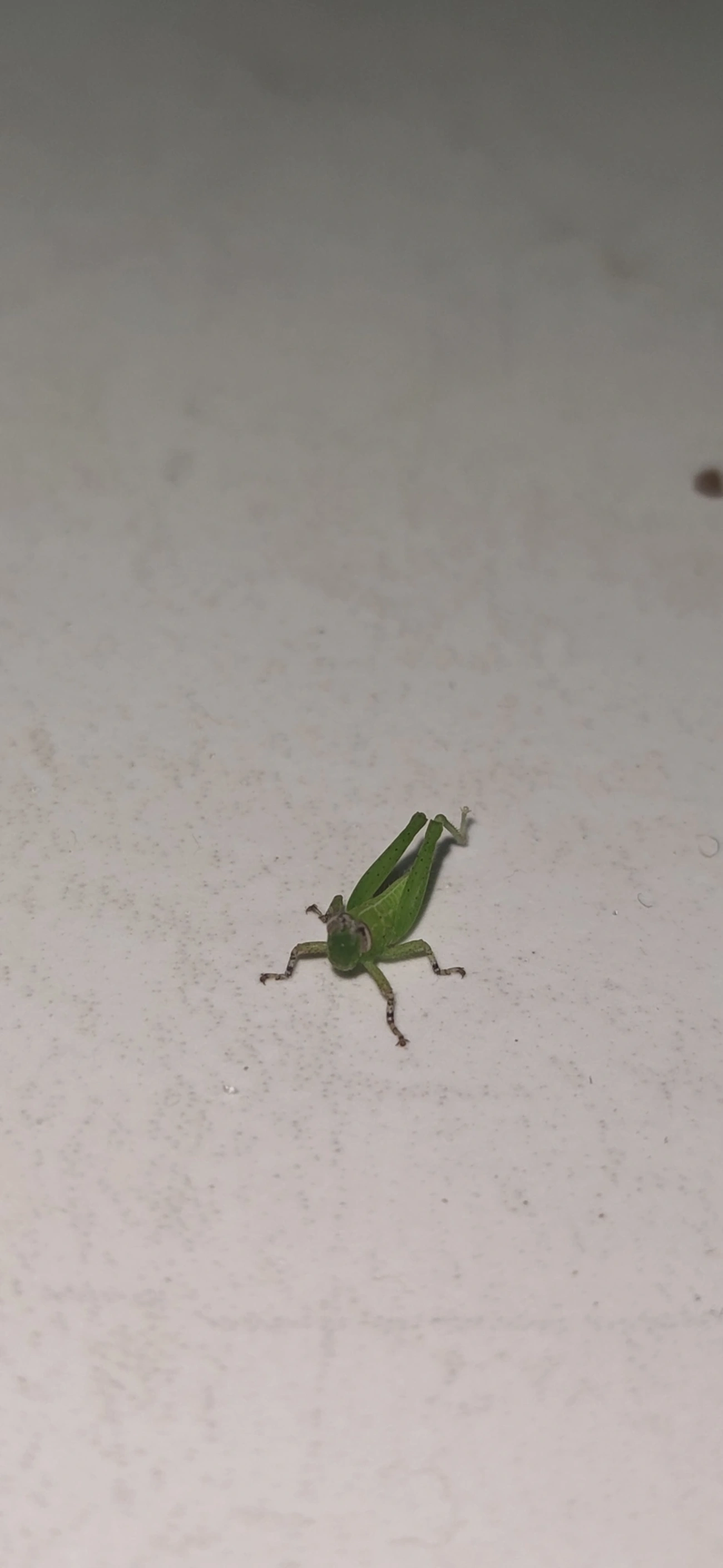 Abracris flavolineata, insetos, fotografado em Maresias, São Sebastião