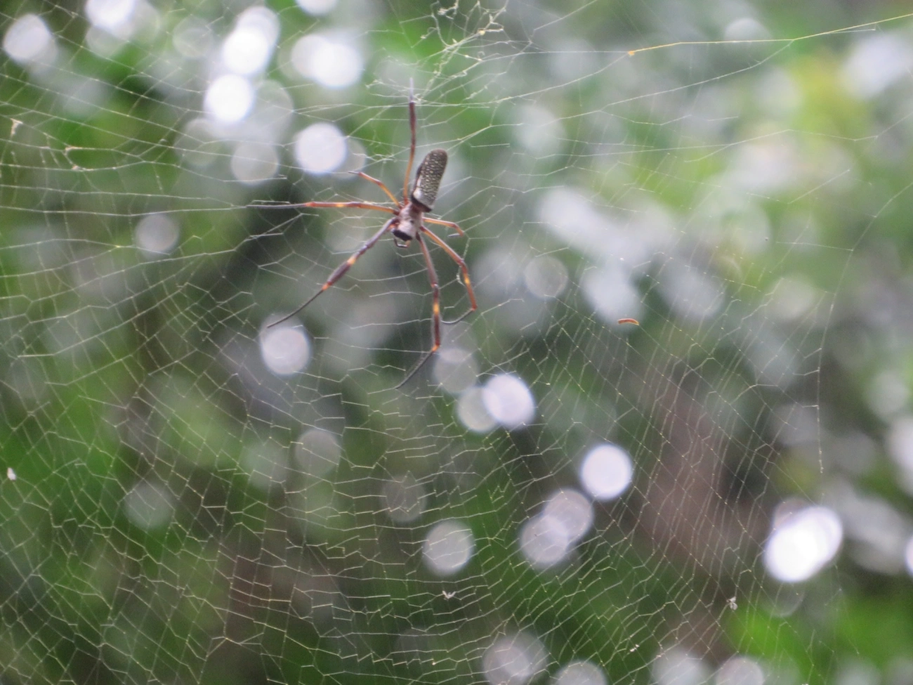 Aranha-de-teia-dourada (Trichonephila clavipes), aracnídeos, fotografado em Maresias, São Sebastião