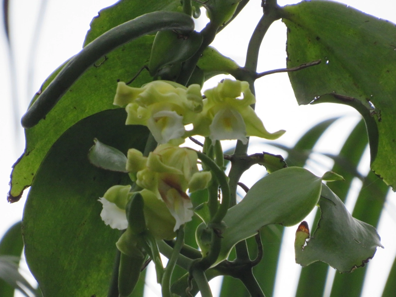 Baunilha (Vanilla arcuata), plantas, fotografado em Maresias, São Sebastião