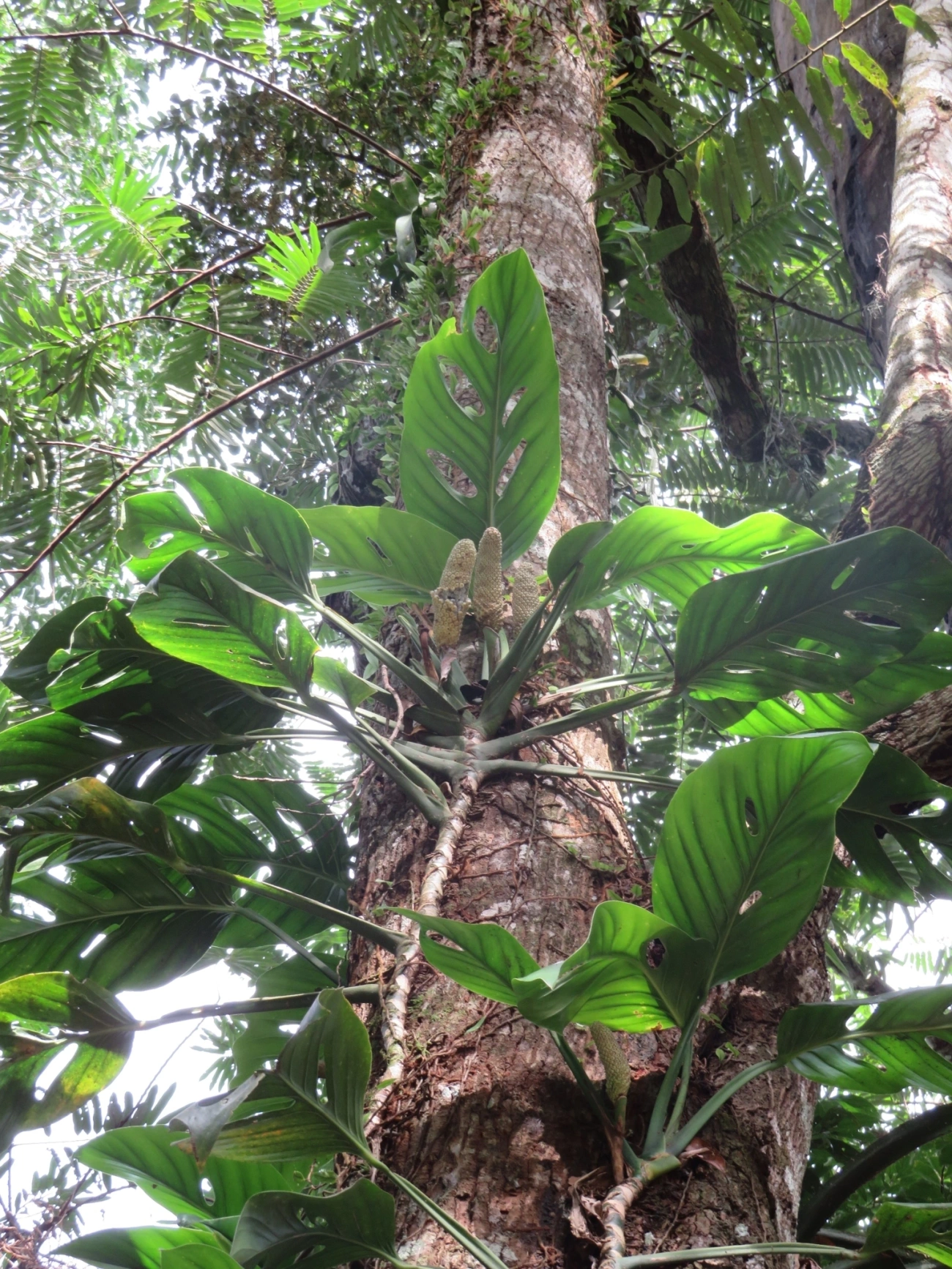 Imbé-furado (Monstera adansonii), plantas, fotografado em Maresias, São Sebastião