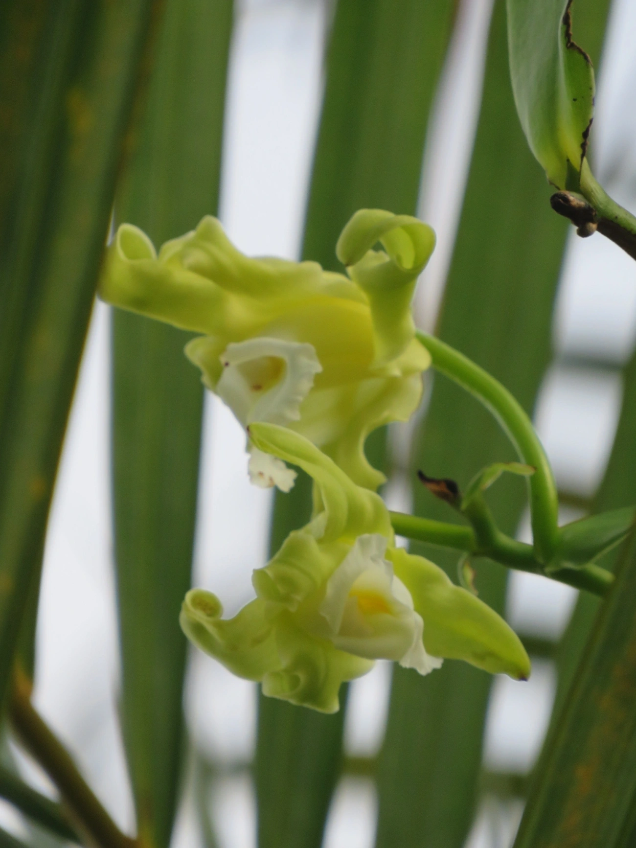 Baunilha (Vanilla arcuata), plantas, fotografado em Maresias, São Sebastião