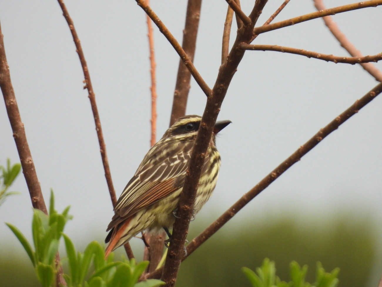 Bem-te-vi-rajado (Myiodynastes maculatus), aves, fotografado em Itamonte