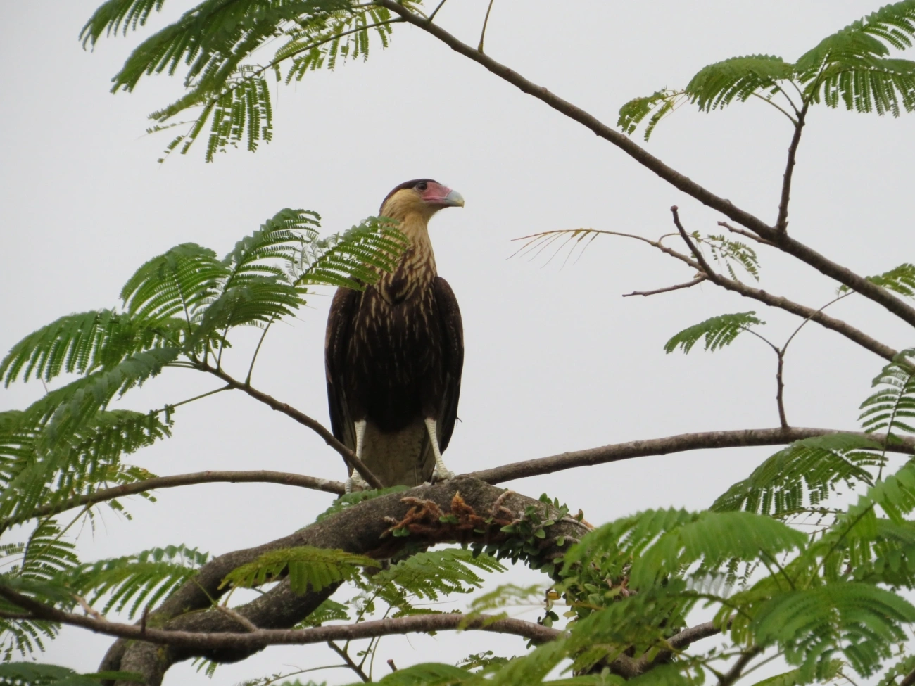 Carcará (Caracara plancus), aves, fotografado em São Sebastião