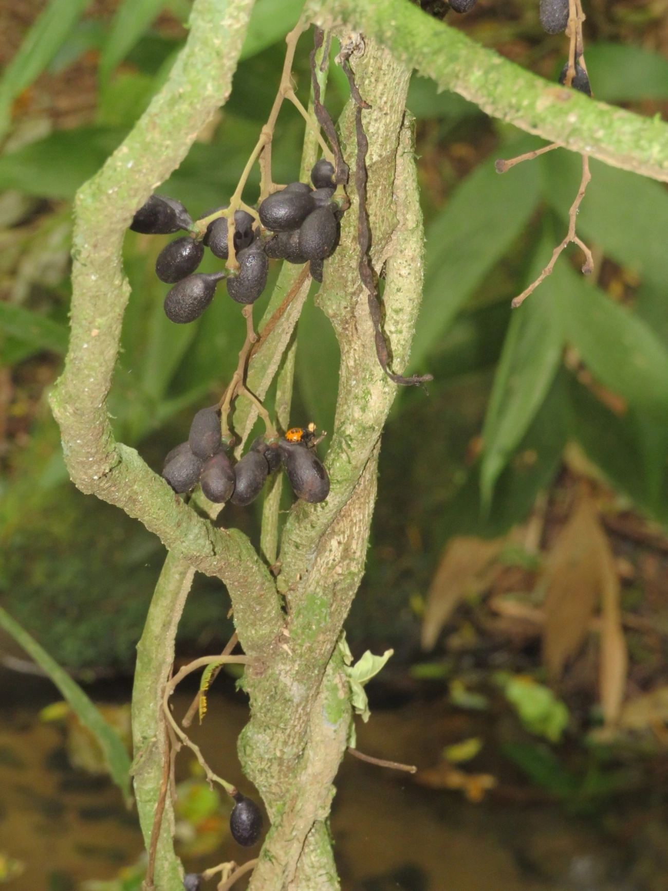 Plantas (Plantae), plantas, fotografado em Paúba, São Sebastião