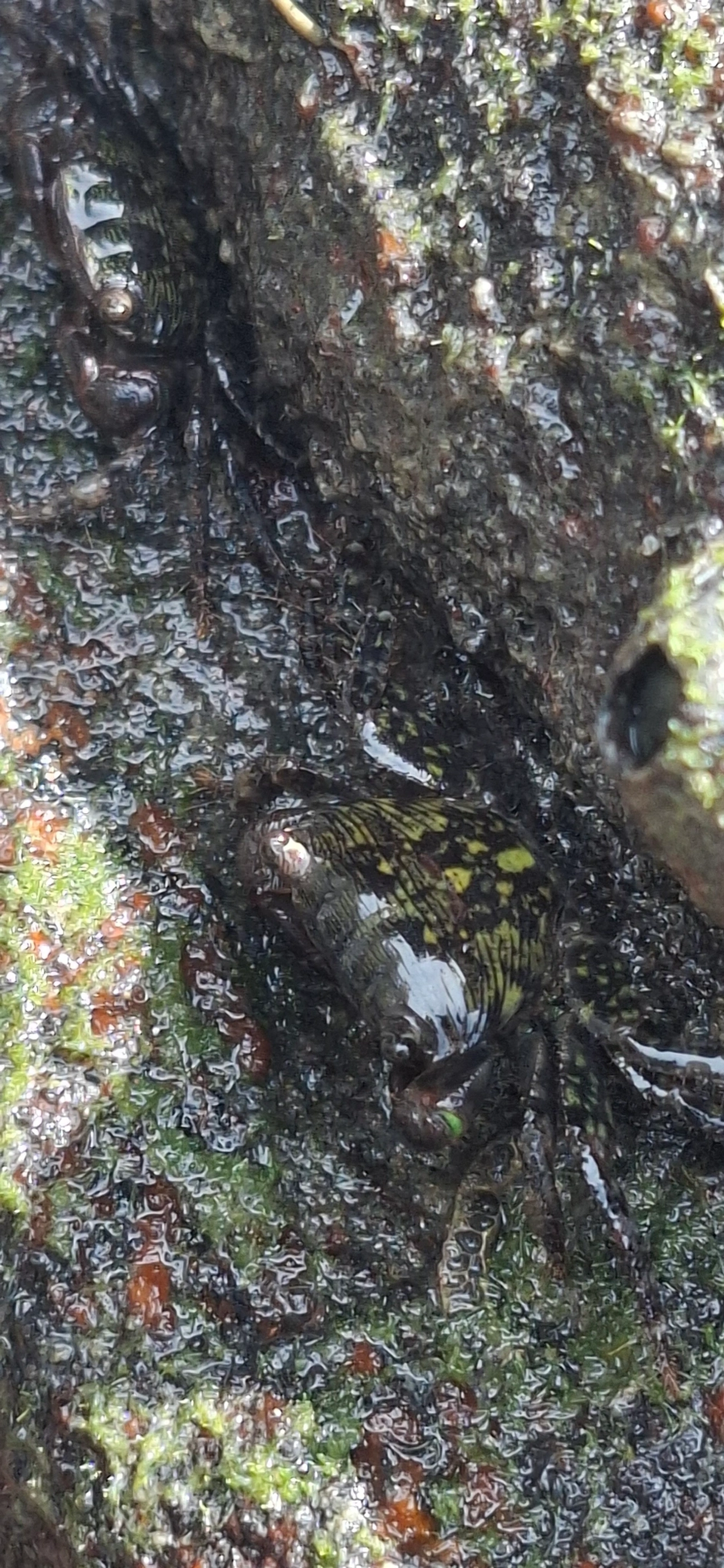 Caranguejo-verde (Pachygrapsus transversus), crustáceos, fotografado em Maresias, São Sebastião