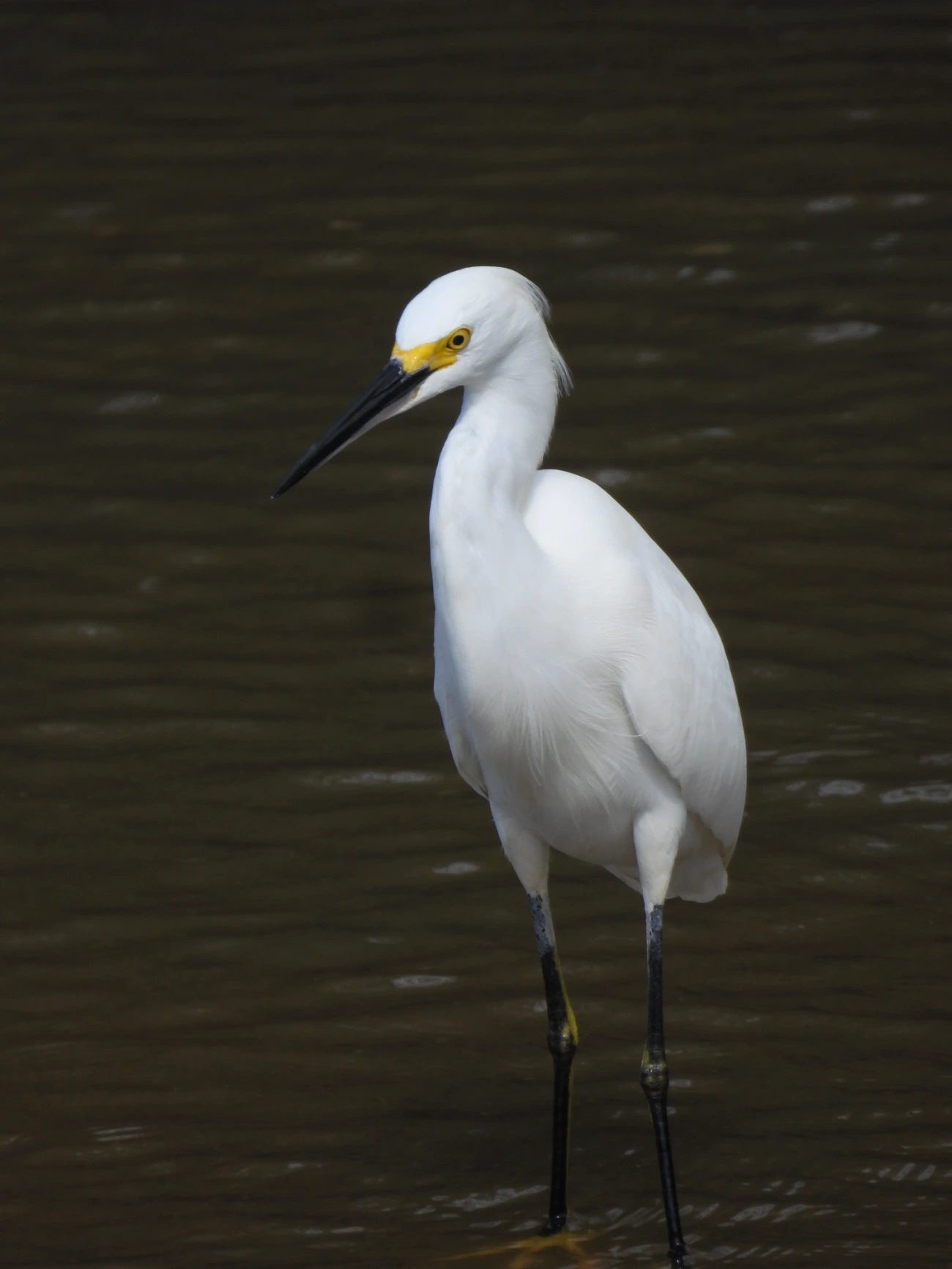 Garça-branca-pequena (Egretta thula), aves, fotografado em Maresias, São Sebastião