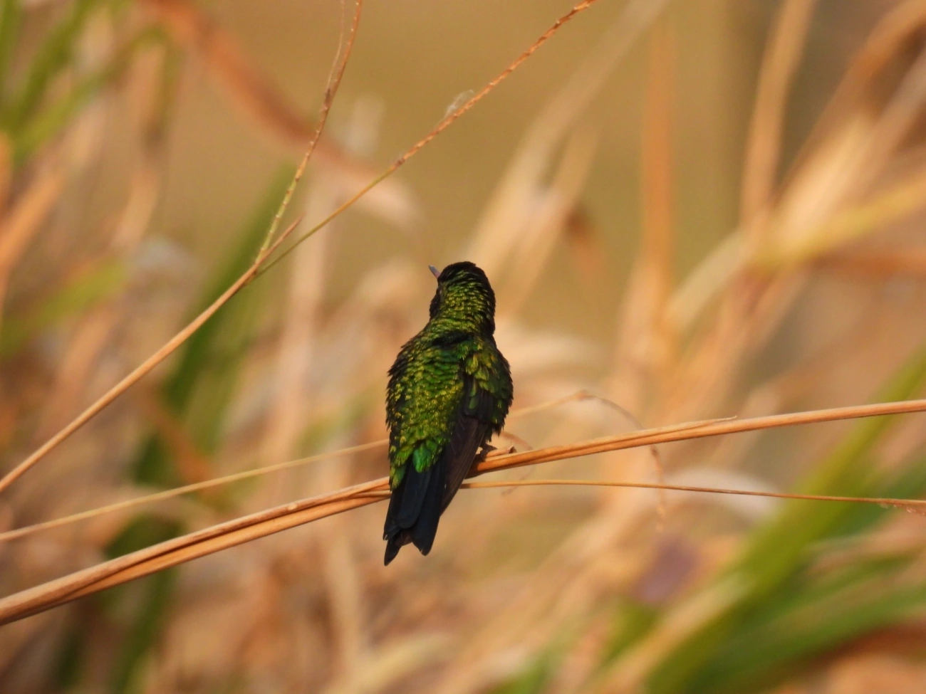 Besourinho-de-bico-vermelho (Chlorostilbon lucidus), aves, fotografado em Socorro