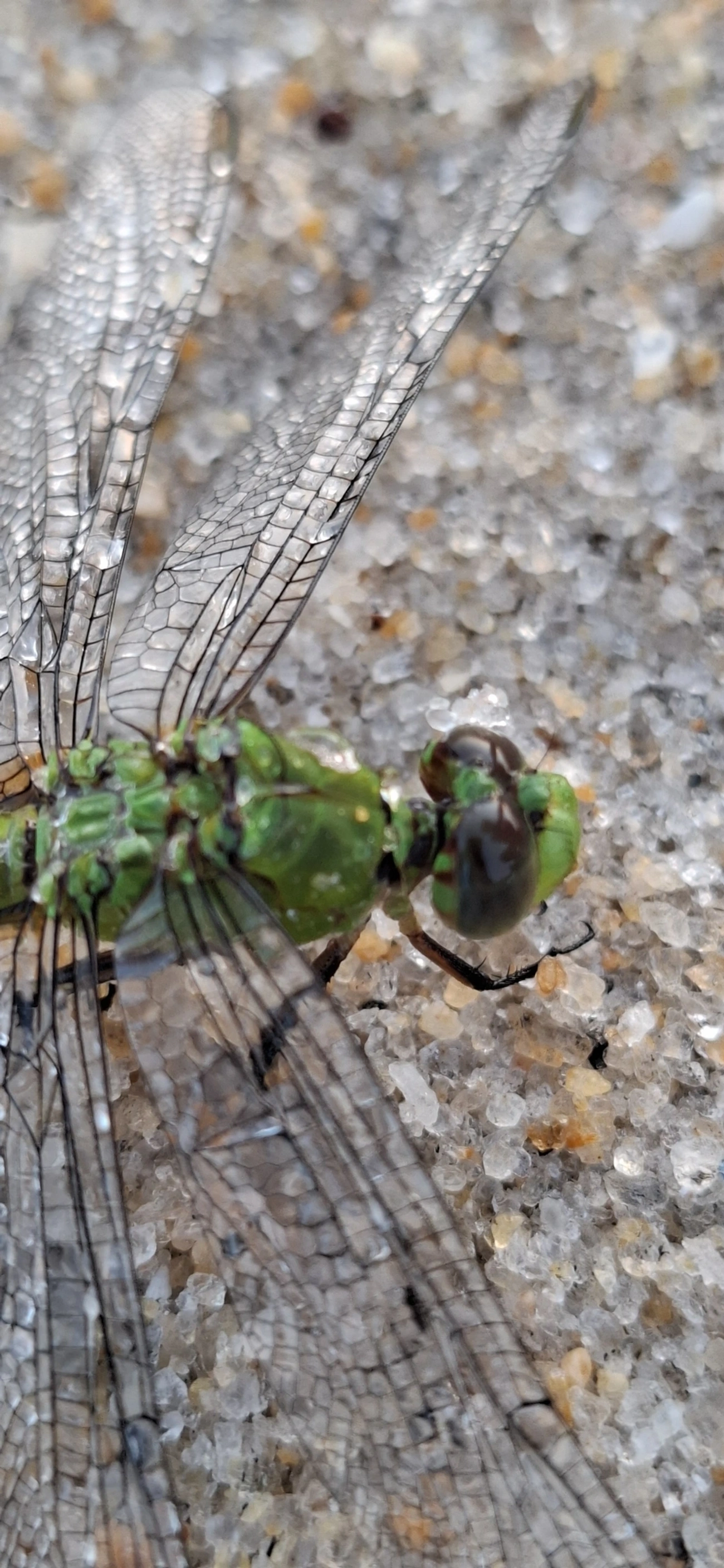 Libélula-verde (Erythemis vesiculosa), insetos, fotografado em São Sebastião